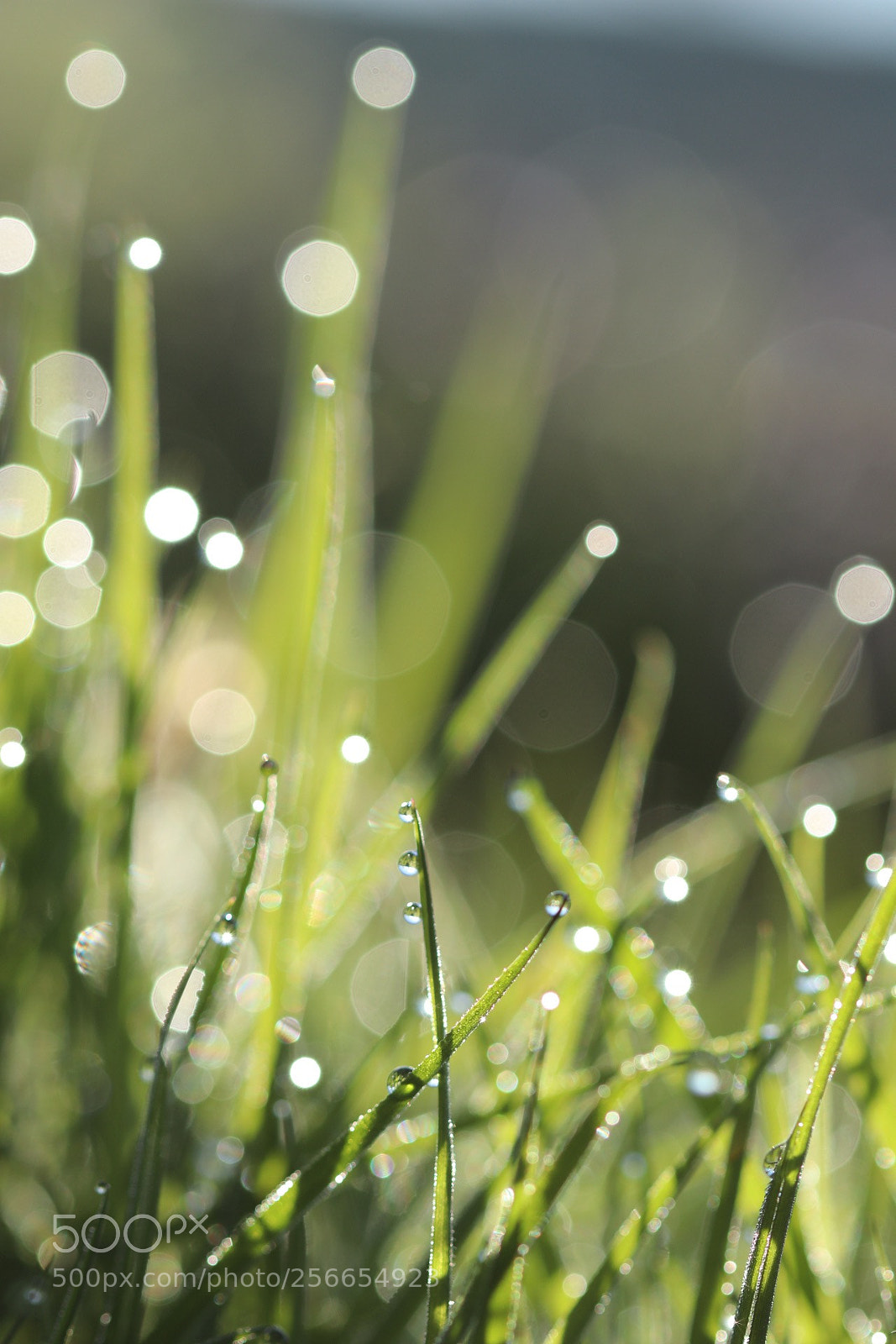 Canon EOS 80D sample photo. Sunrise dew ? photography