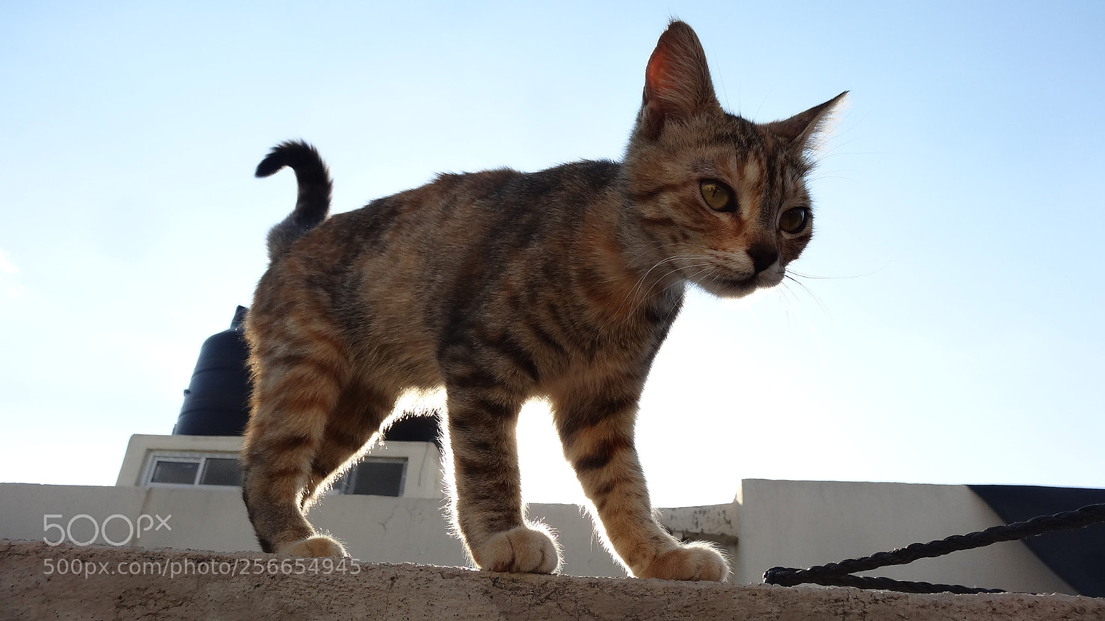 Sony Cyber-shot DSC-HX20V sample photo. Minino photography