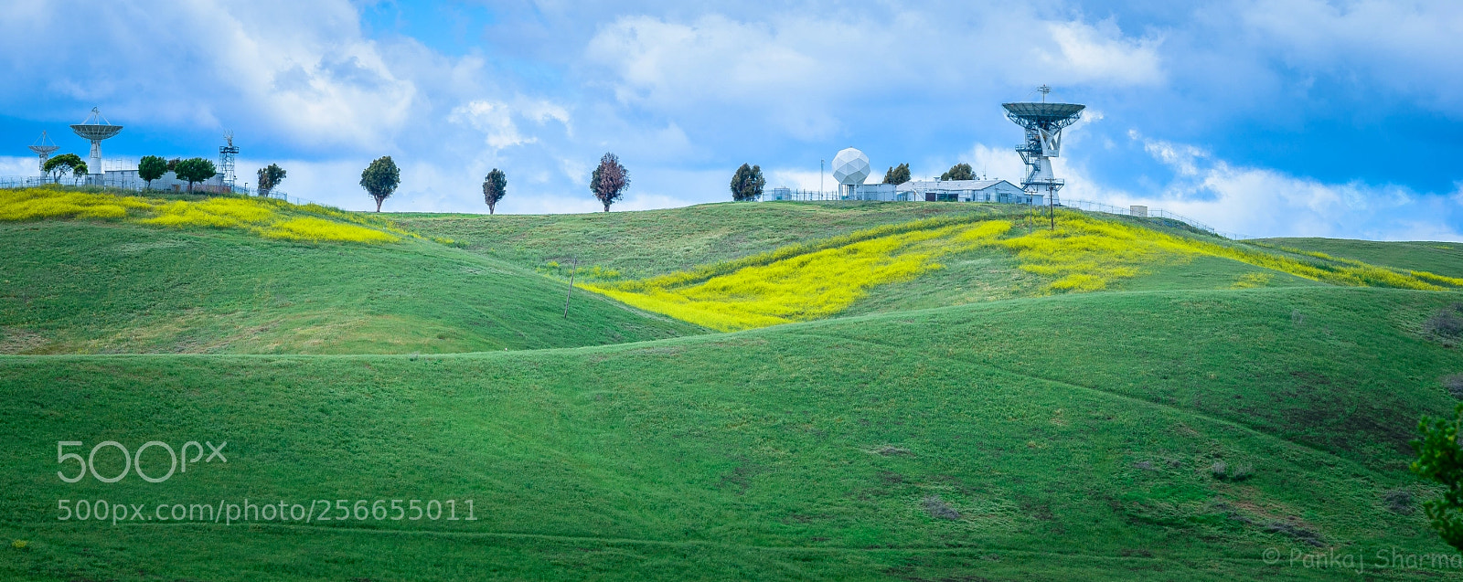 Nikon D610 sample photo. All ears photography