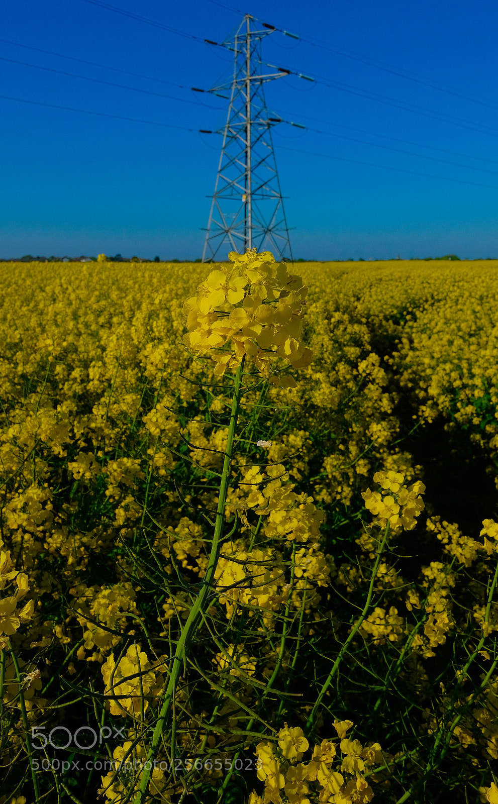 Fujifilm X-T2 sample photo. Electric field  photography