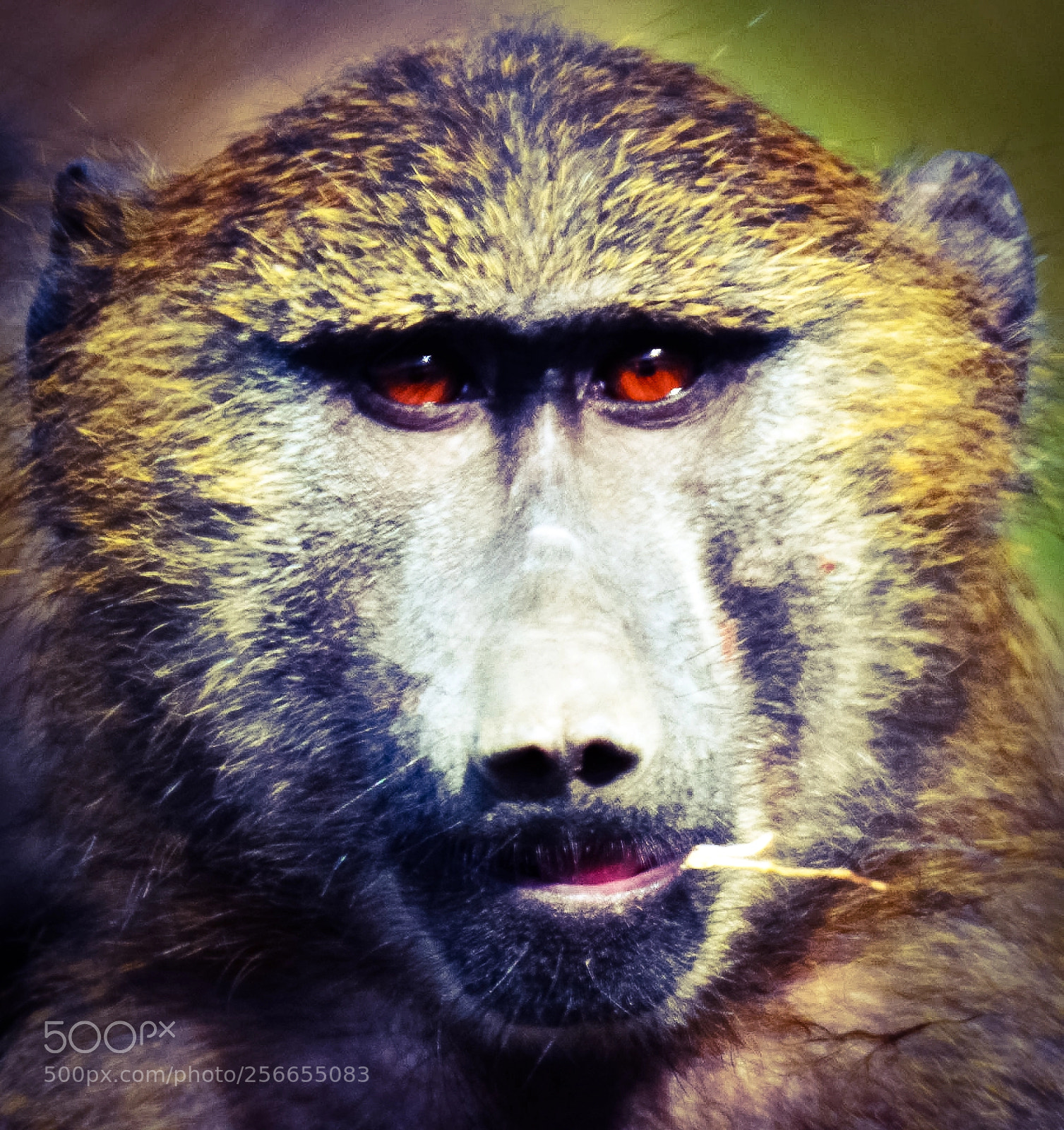 Nikon D3200 sample photo. Monkey portrait photography