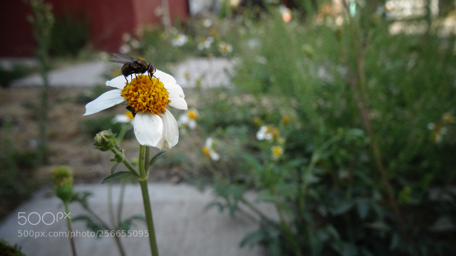 Sony Cyber-shot DSC-HX20V sample photo. Fly photography