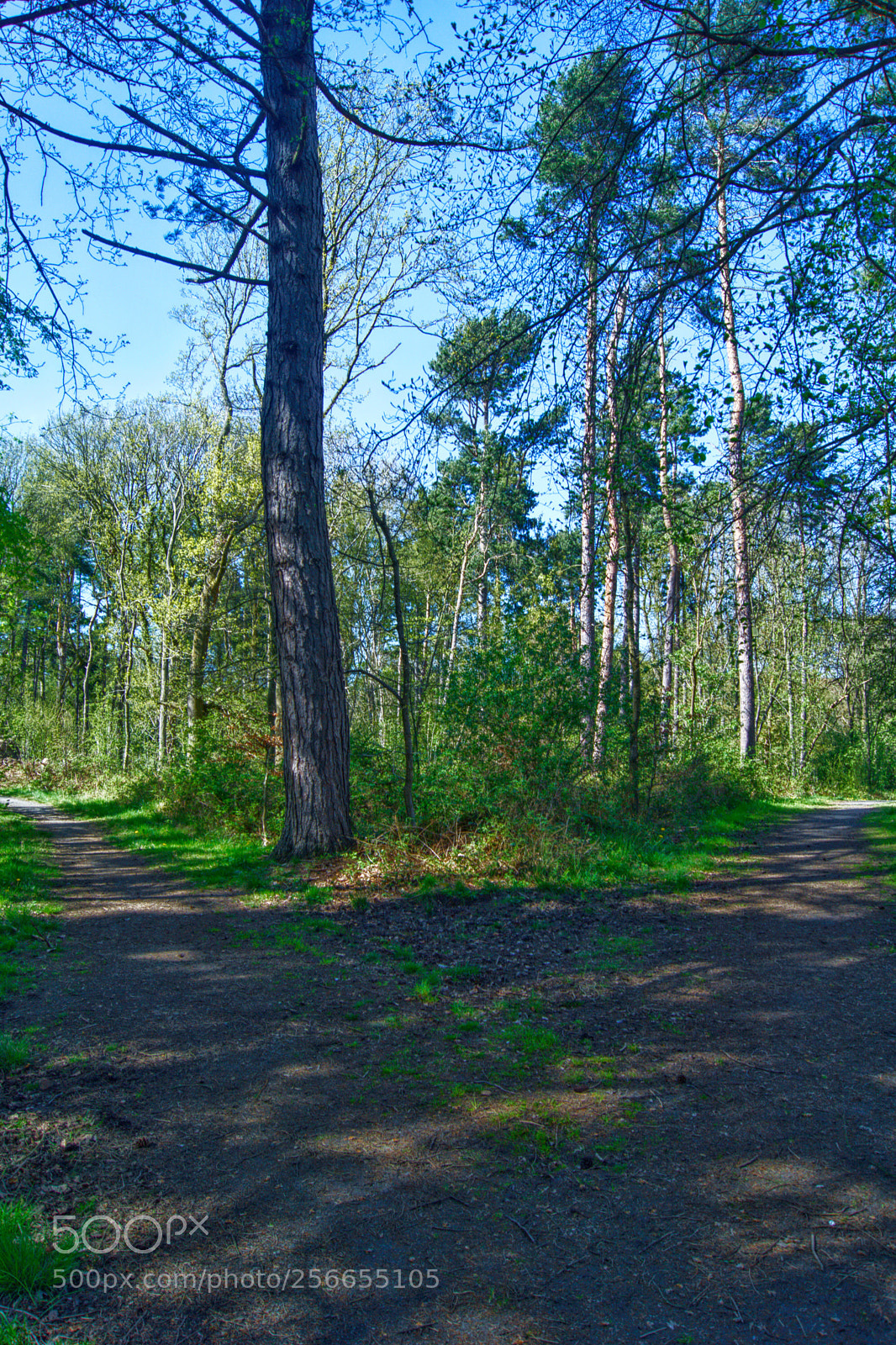Sony SLT-A65 (SLT-A65V) sample photo. Dog walk decision photography
