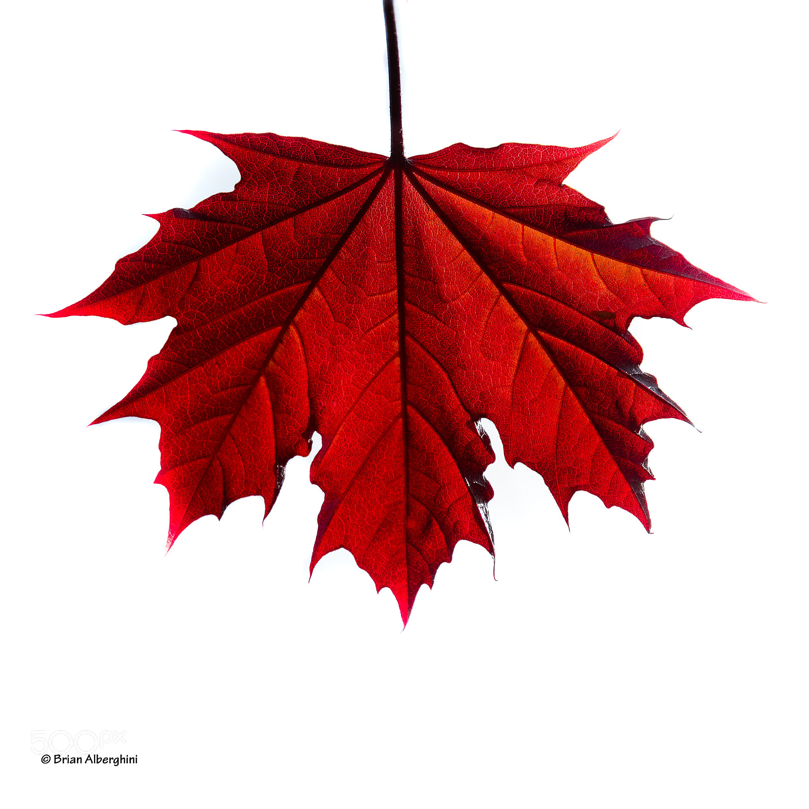 Nikon D7100 sample photo. Red maple leaf photography