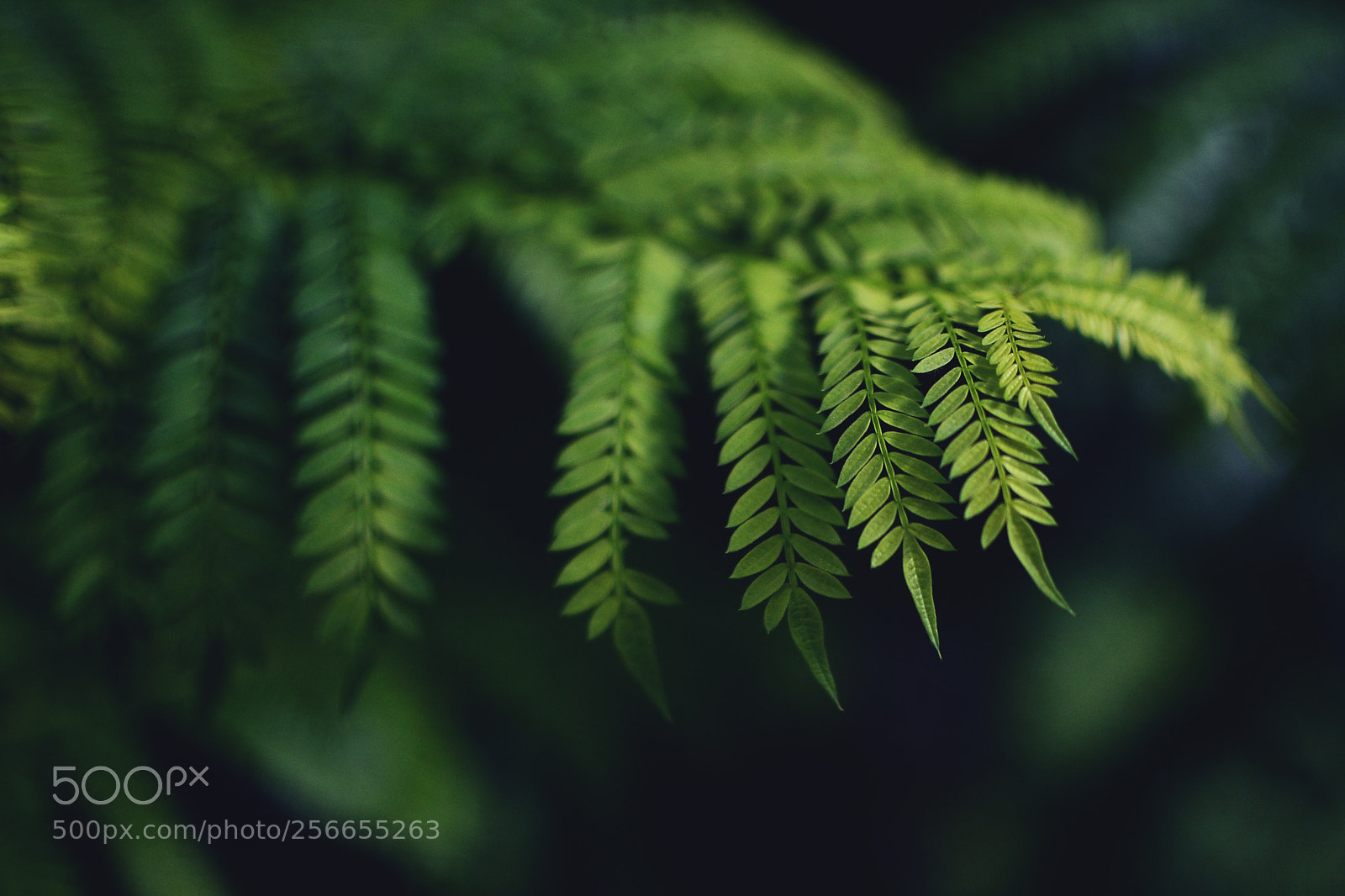 Nikon D7000 sample photo. Fern photography
