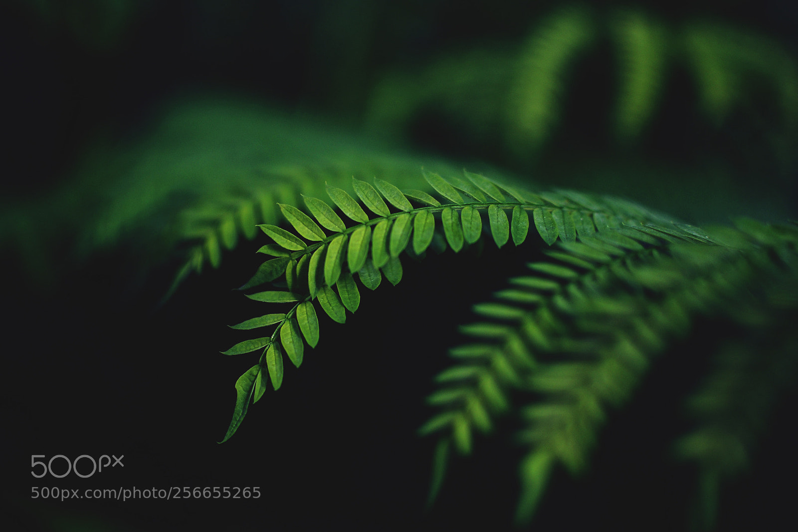 Nikon D7000 sample photo. Fern photography