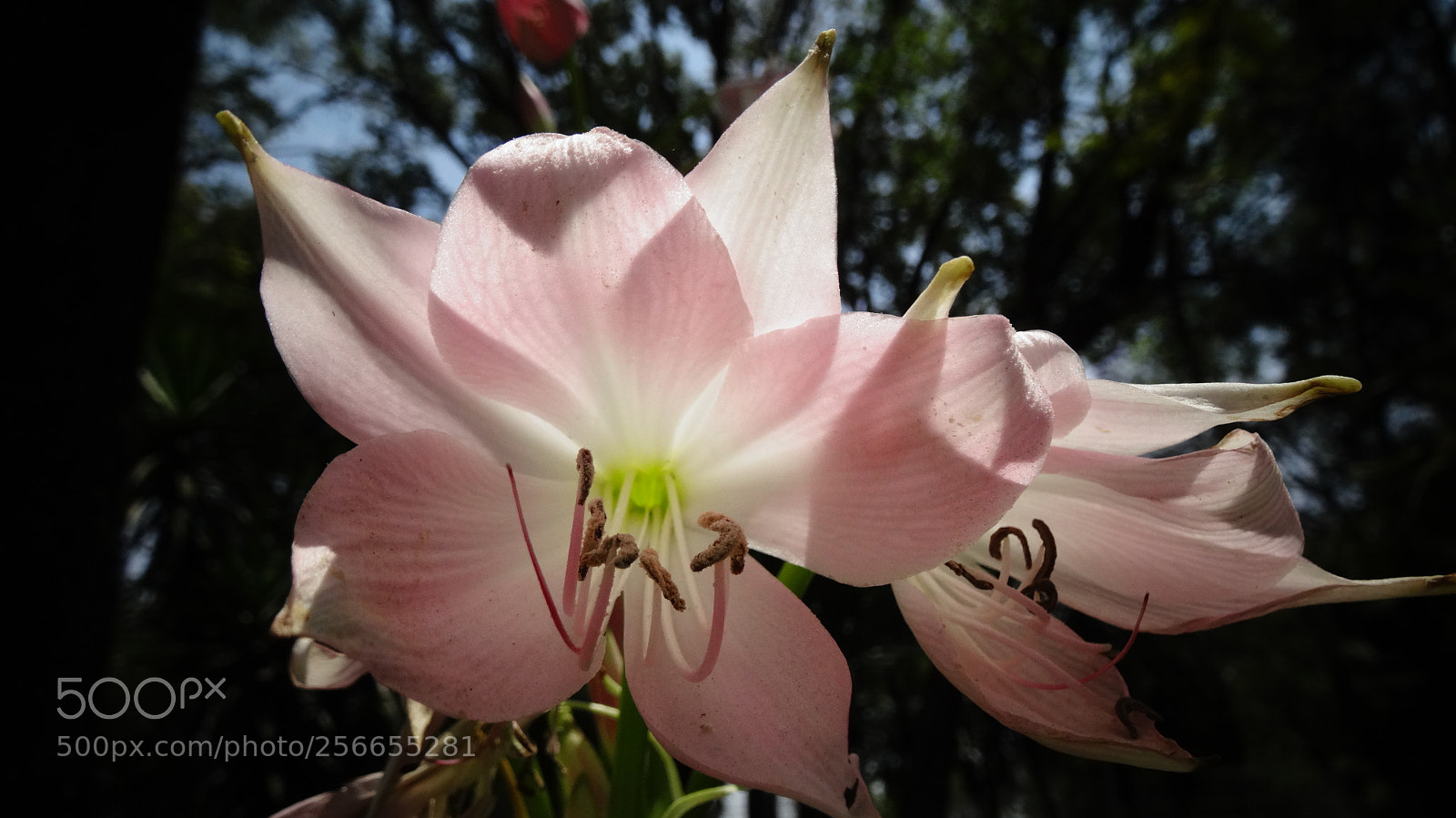 Sony Cyber-shot DSC-HX20V sample photo. Pink photography