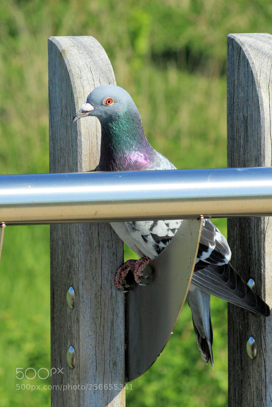 Canon EOS 1000D (EOS Digital Rebel XS / EOS Kiss F) sample photo. Pigeon behind a bar photography