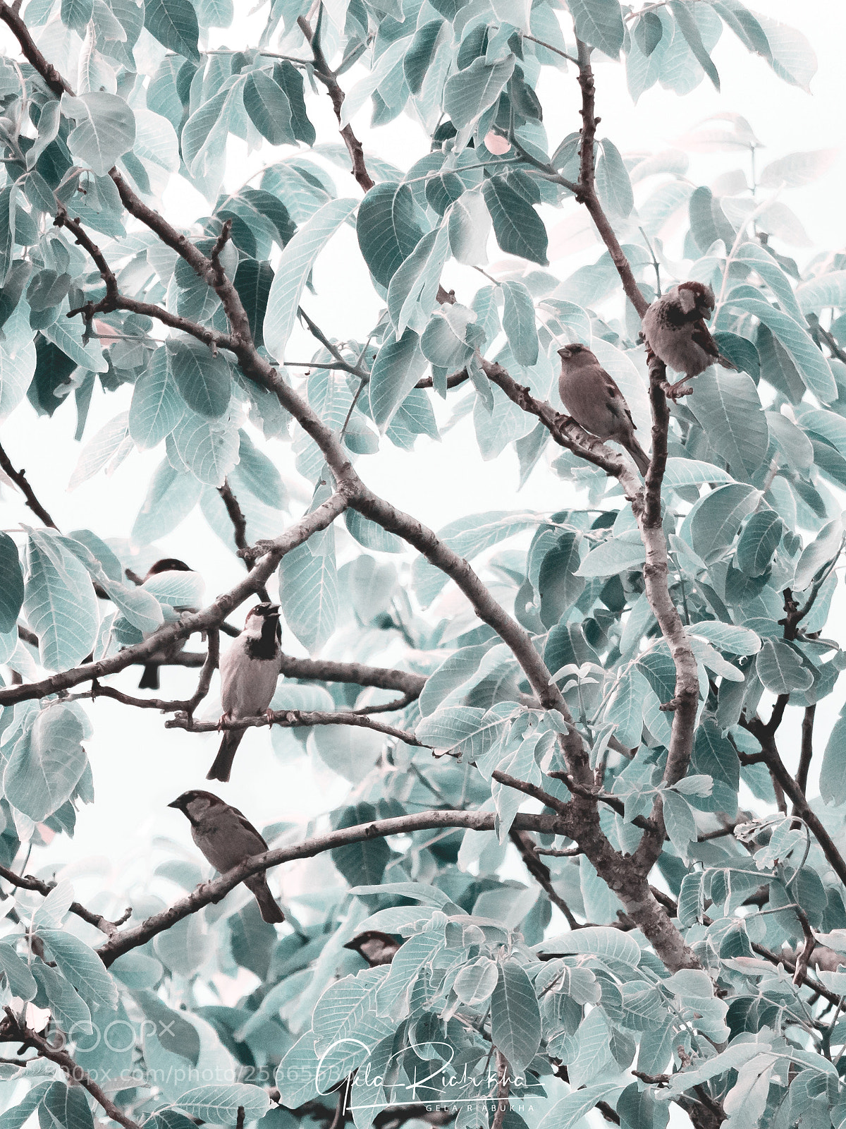 Canon EOS 80D sample photo. Birds on a tree photography