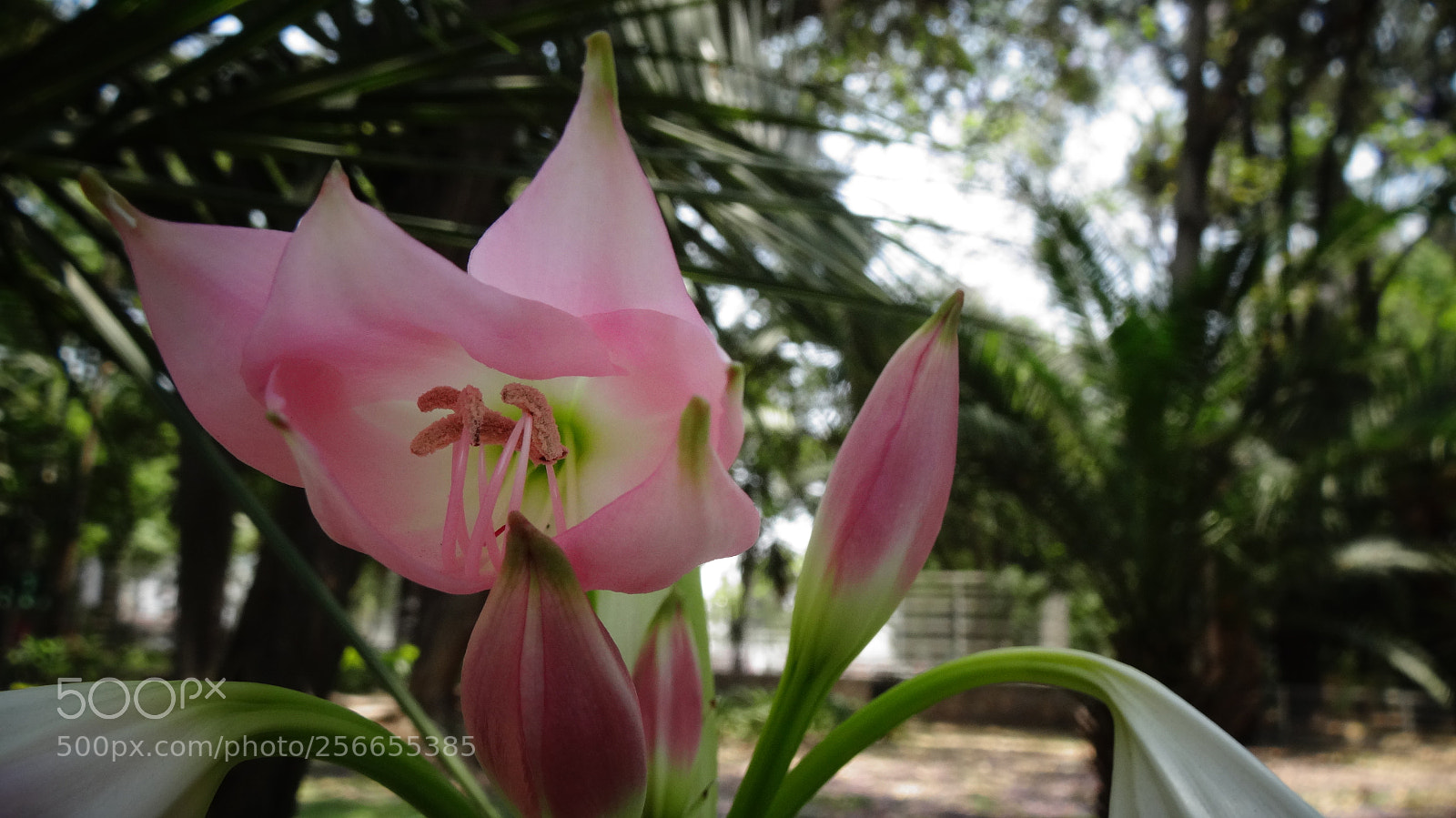 Sony Cyber-shot DSC-HX20V sample photo. Pink x2 photography
