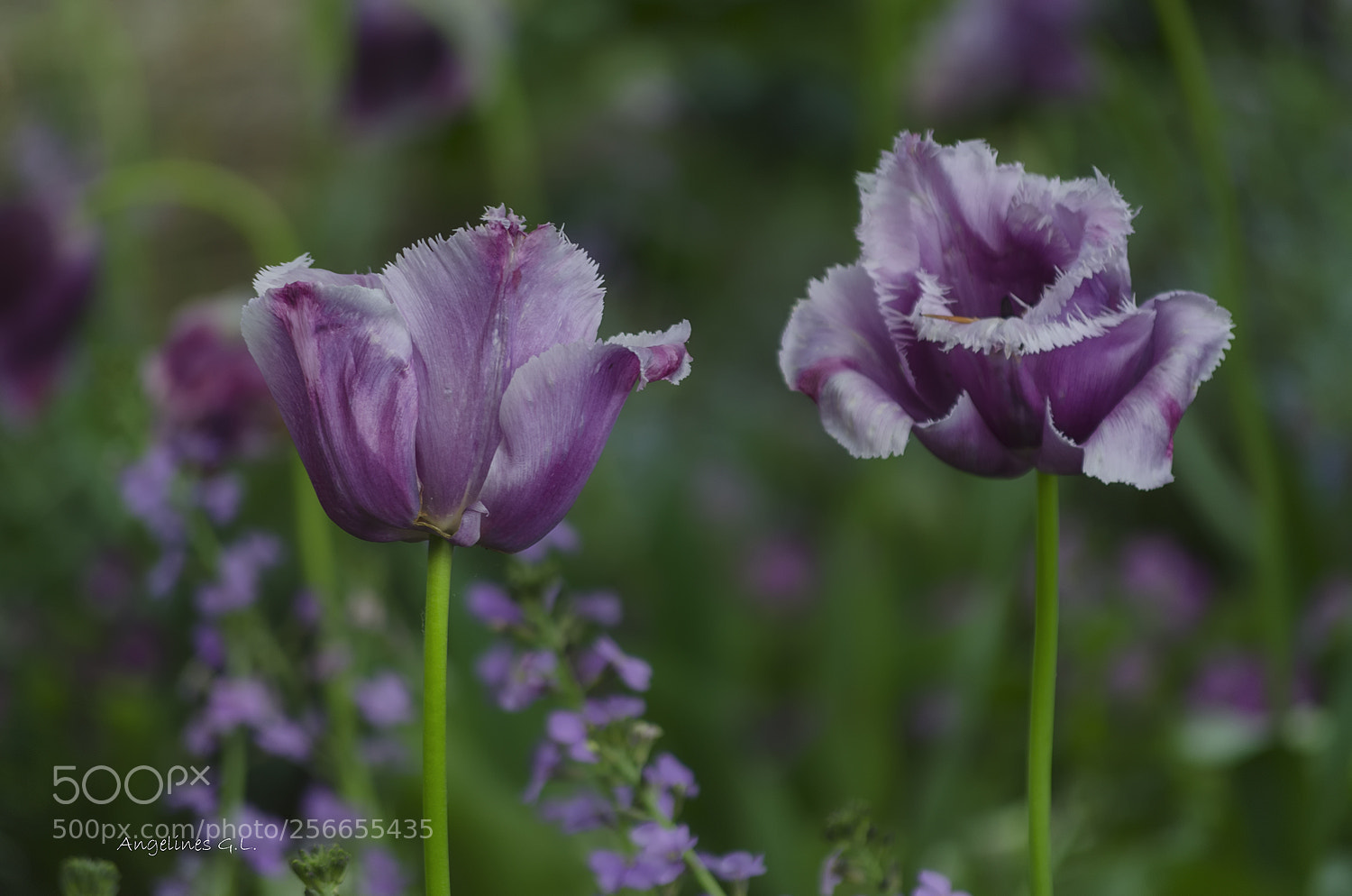 Nikon D5100 sample photo. Duo photography
