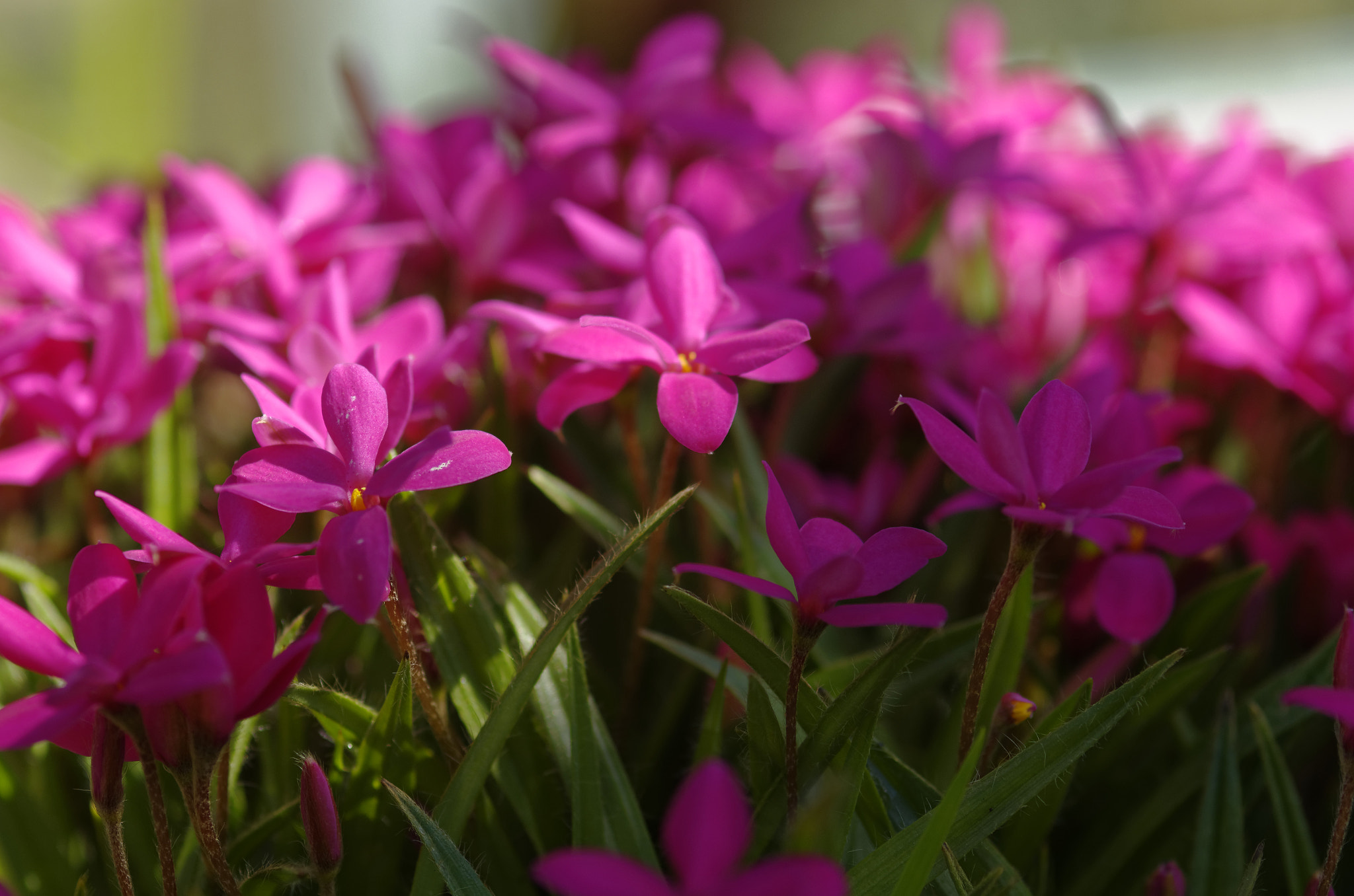 Pentax K-5 sample photo. Pentax k5 100mm fa macro, pink. photography