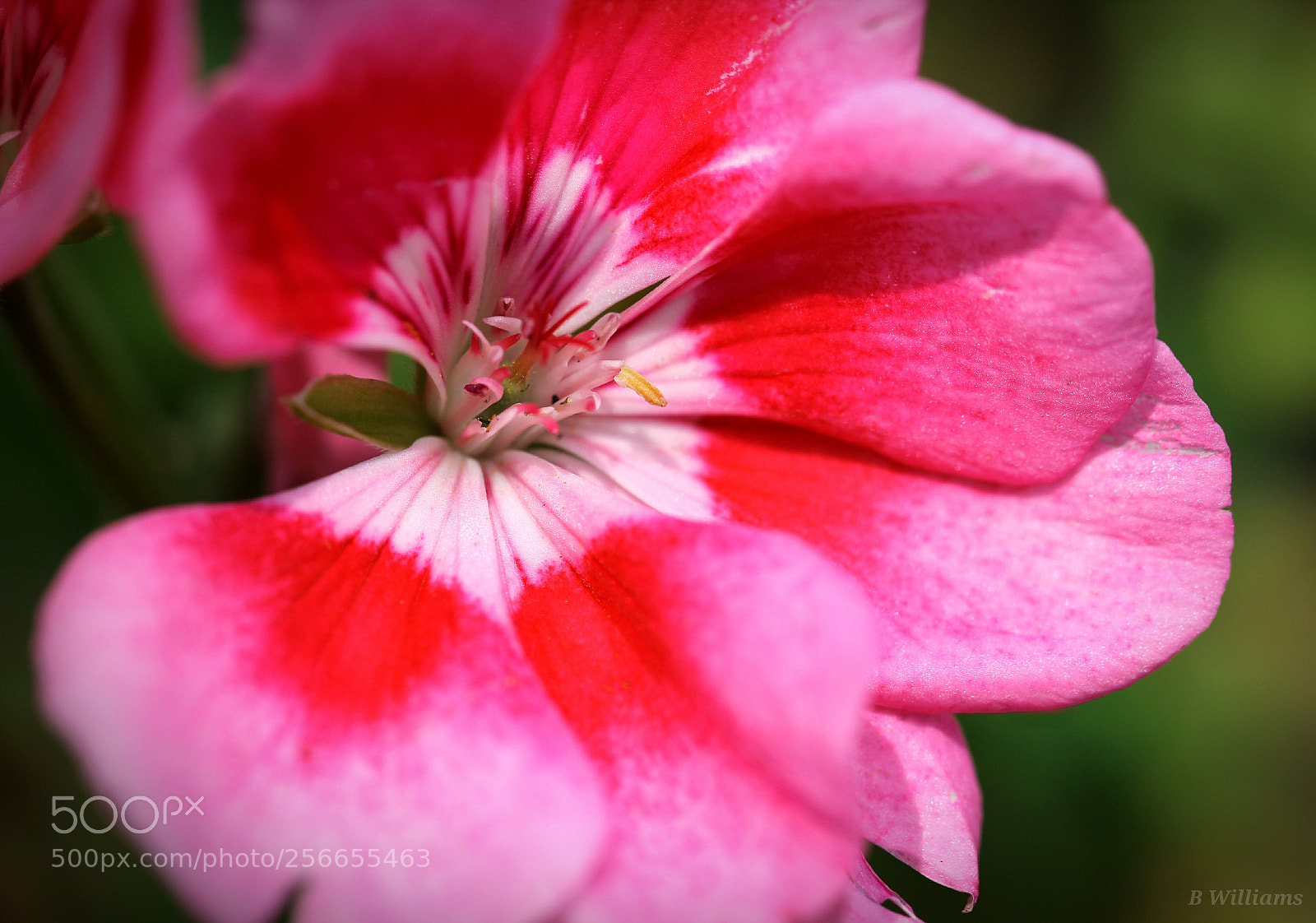 Canon EOS 60D sample photo. Geranium photography
