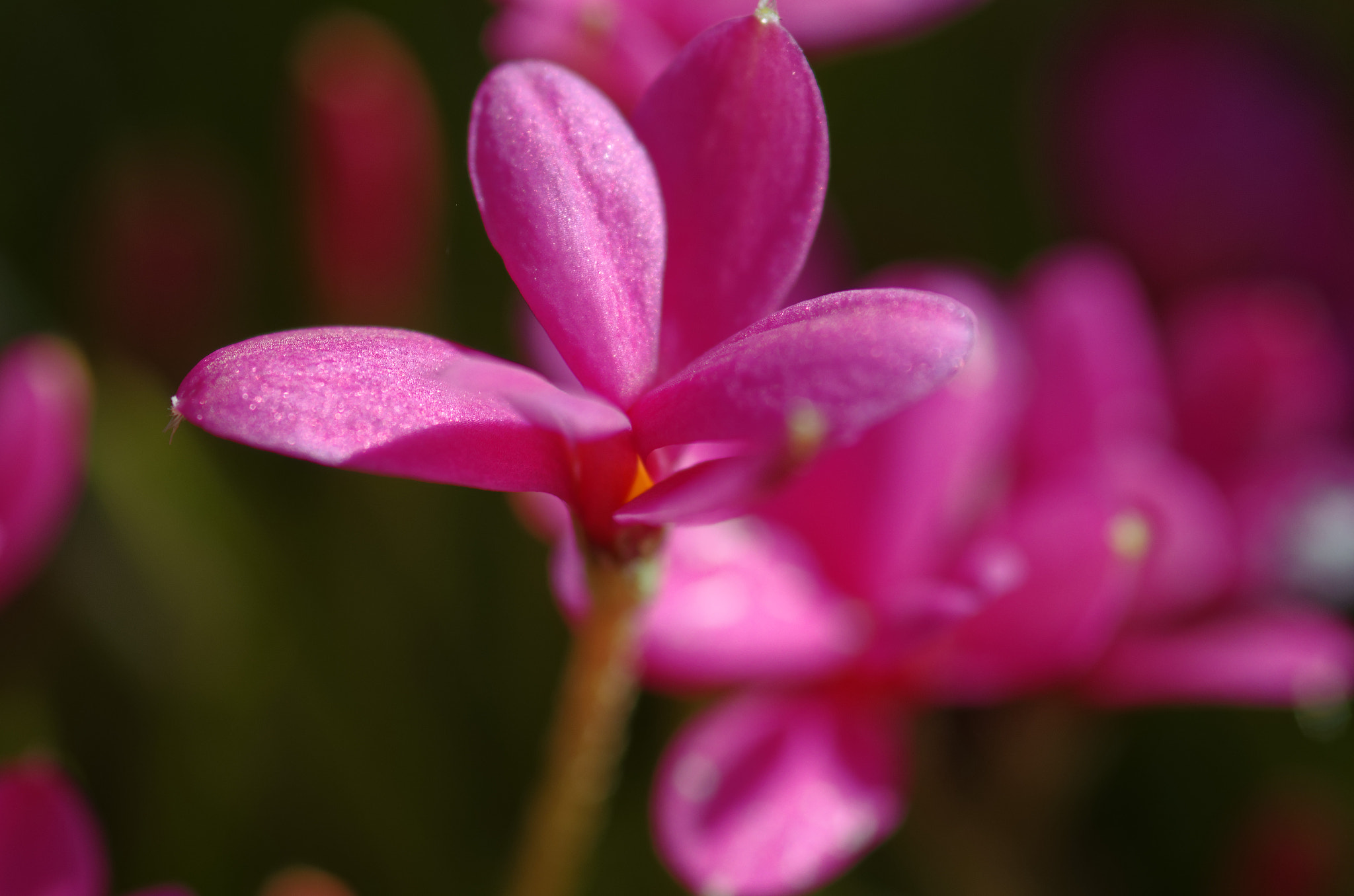 Pentax K-5 sample photo. Pentax k5 100mm fa macro, pink. photography