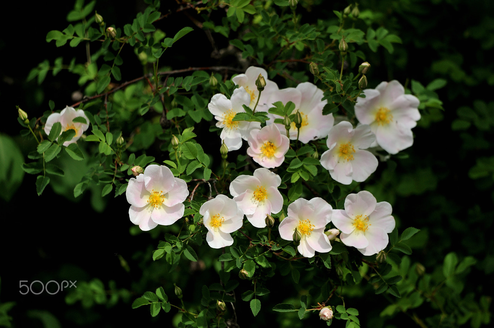 Nikon D3 + Sigma 150-600mm F5-6.3 DG OS HSM | C sample photo. Dog rose photography