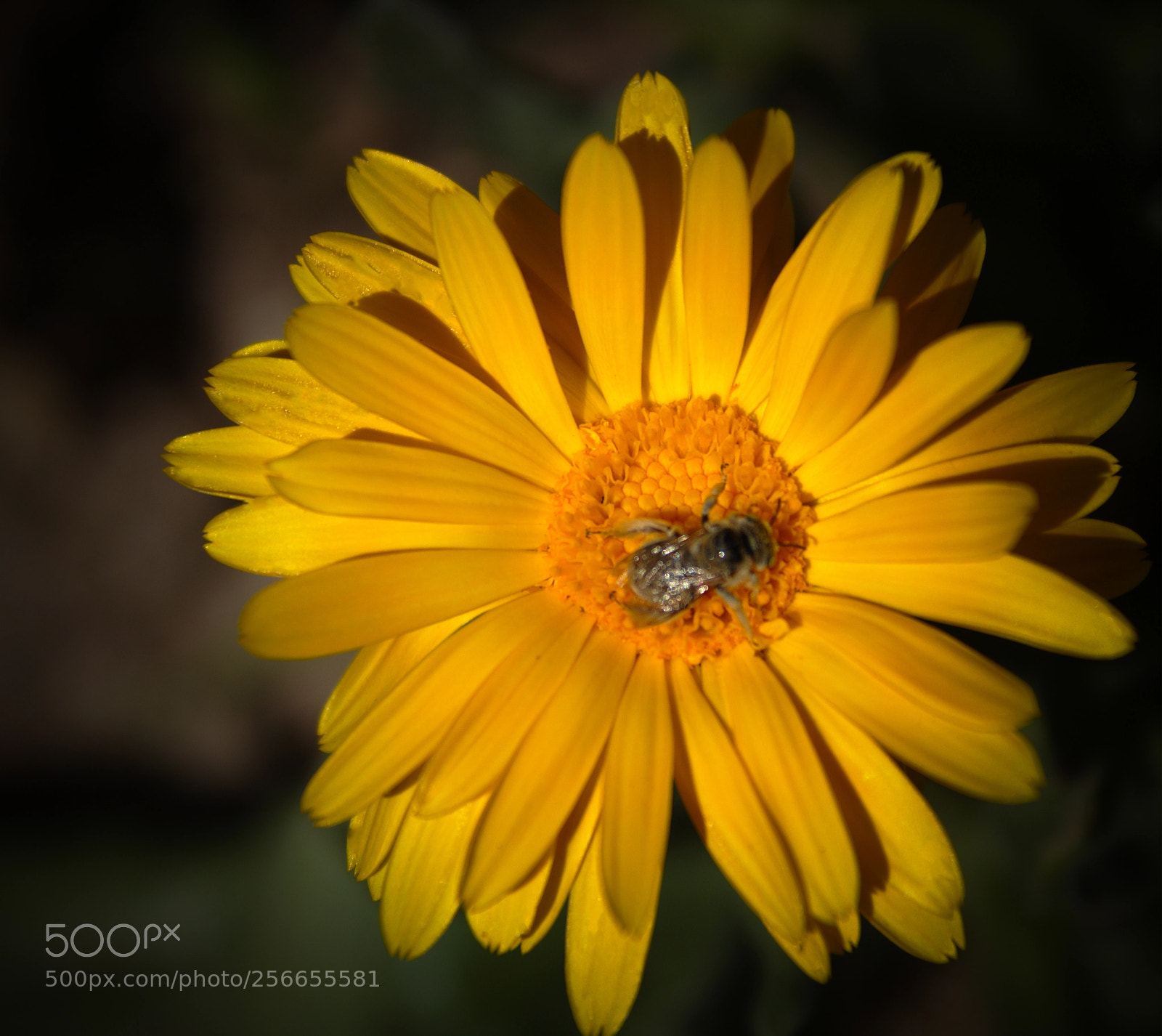Canon EOS 1300D (EOS Rebel T6 / EOS Kiss X80) sample photo. Flor acompañada photography