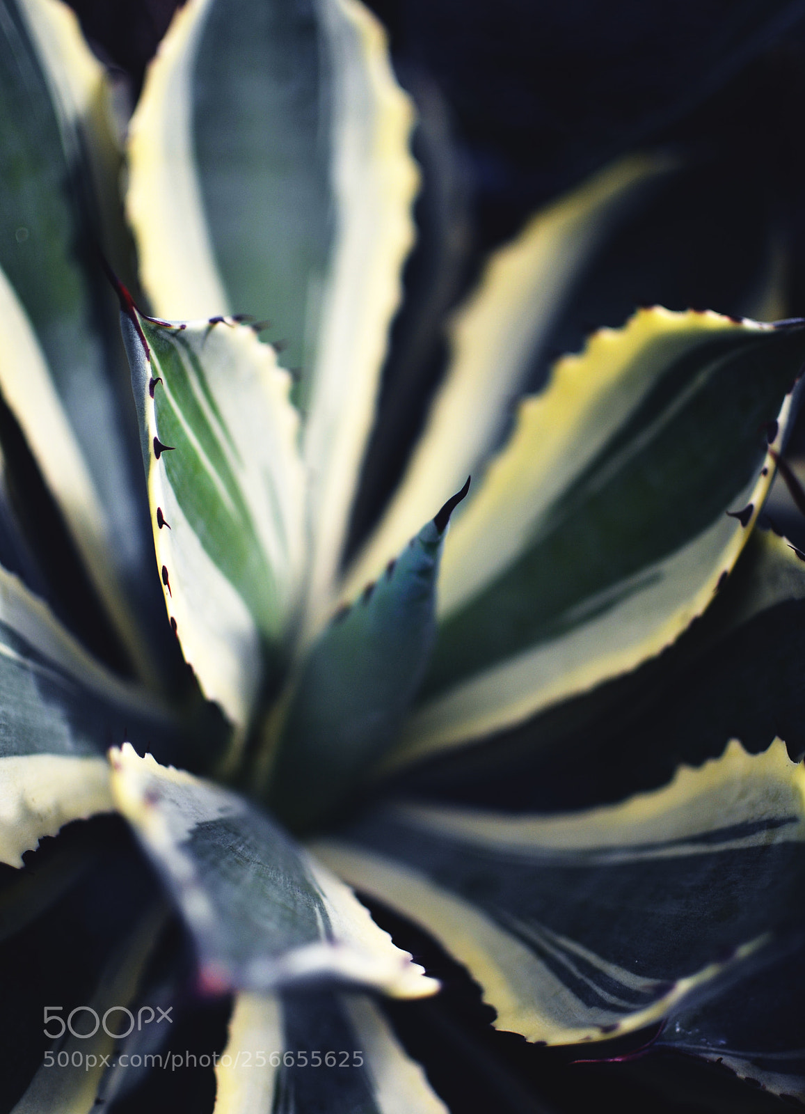 Nikon D7000 sample photo. Green photography