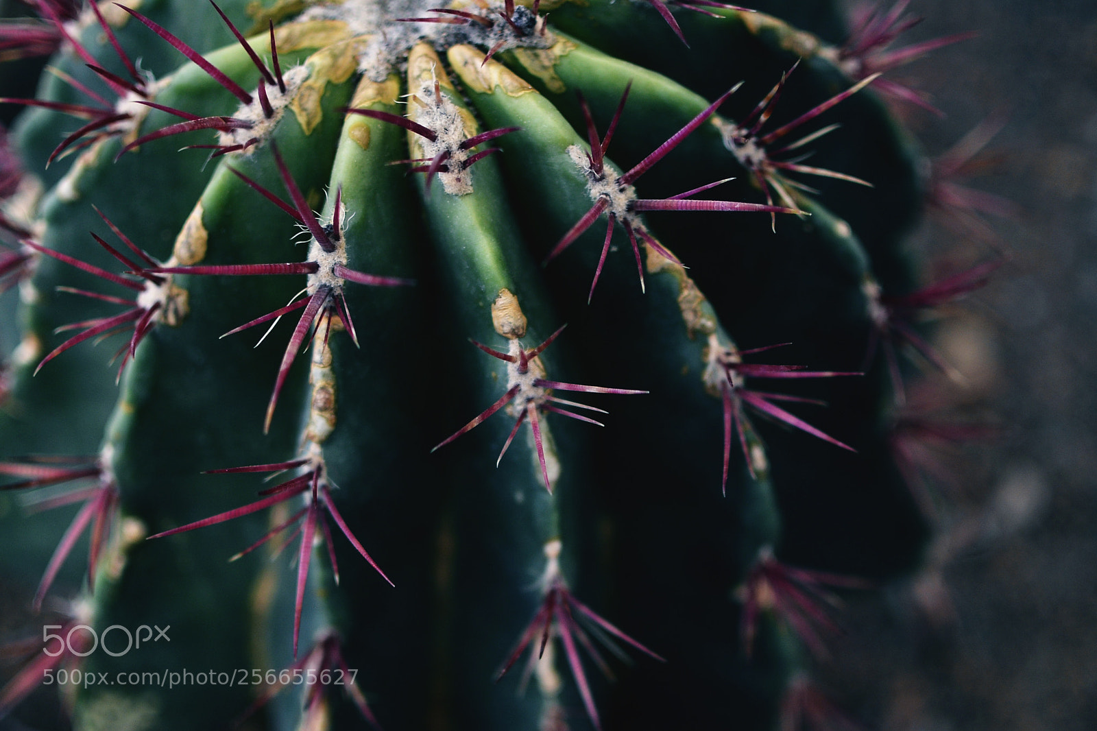 Nikon D7000 sample photo. Green photography
