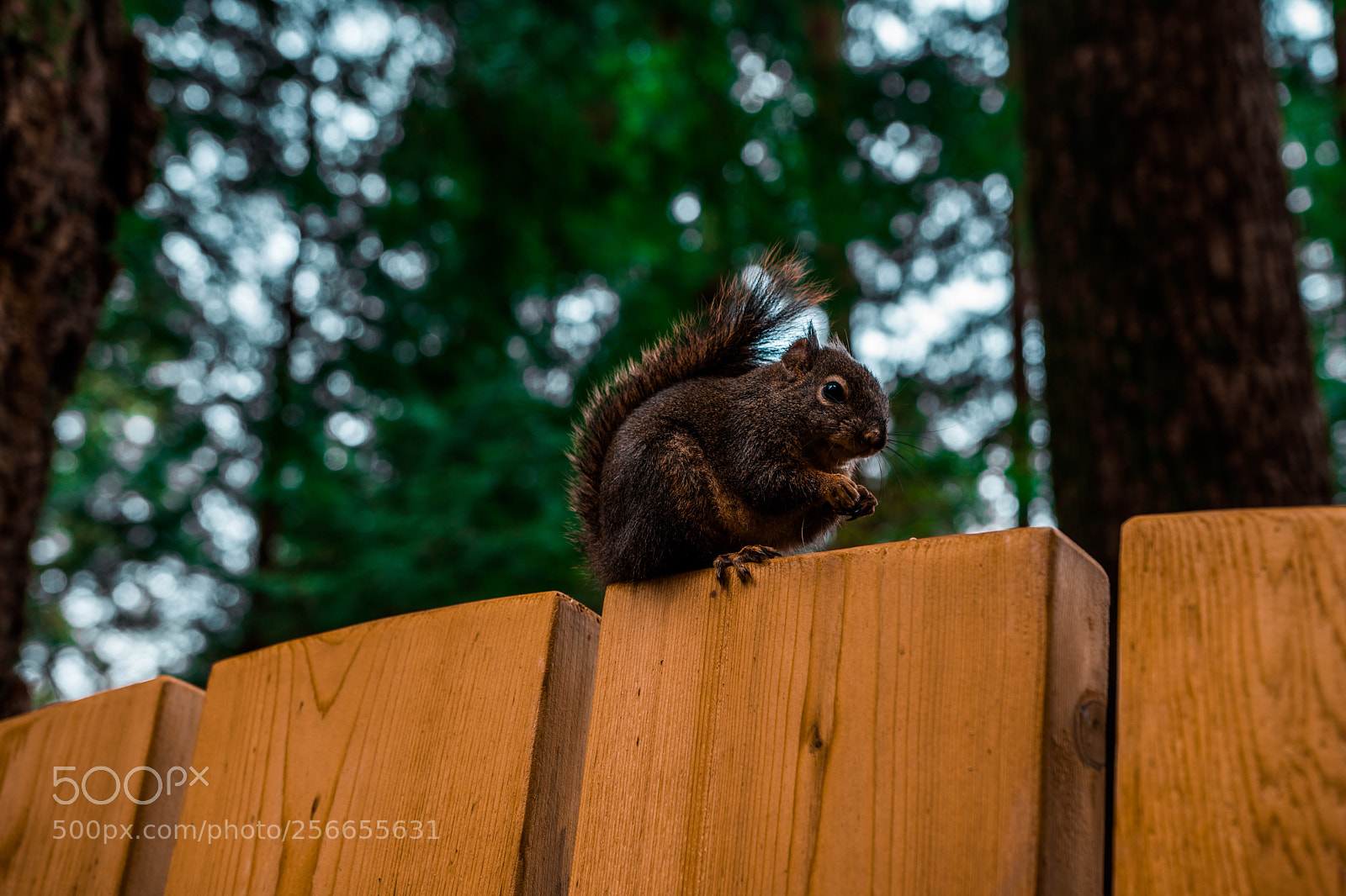 Sony a6300 sample photo. Squirrel photography