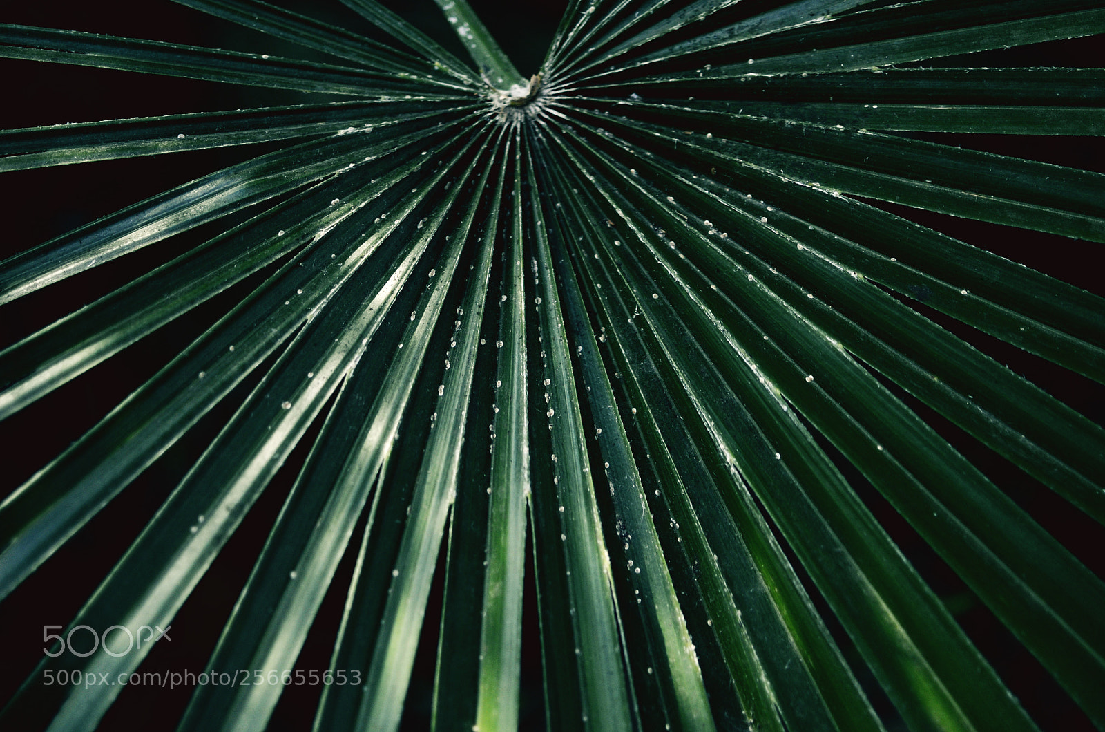 Nikon D7000 sample photo. Green photography