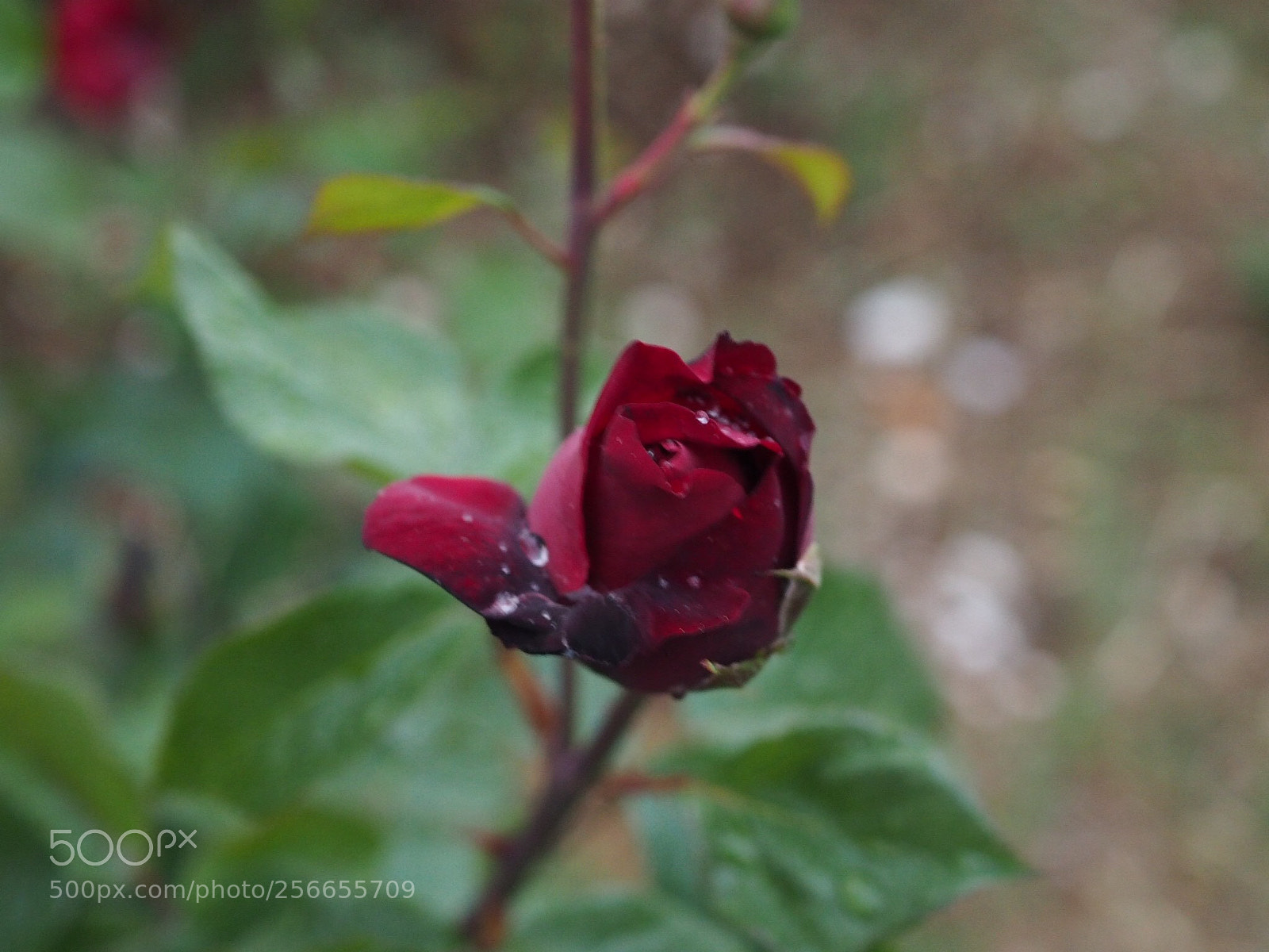 Olympus OM-D E-M10 sample photo. Rose photography