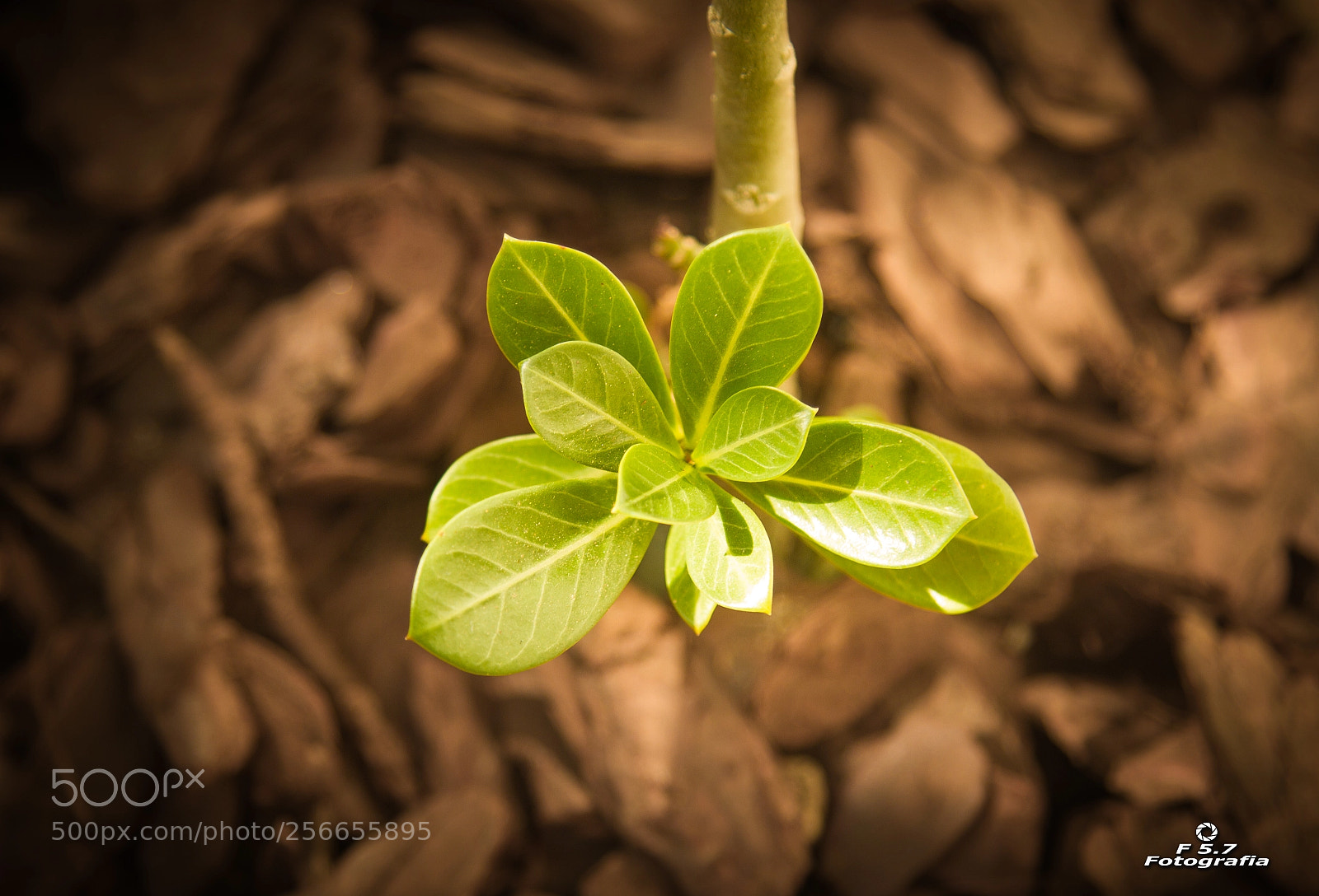 Canon EOS 7D sample photo. Destaque photography