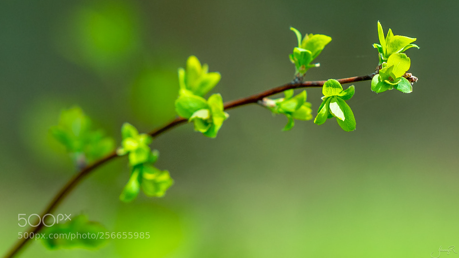 Nikon D810 sample photo. Bloom of spring photography