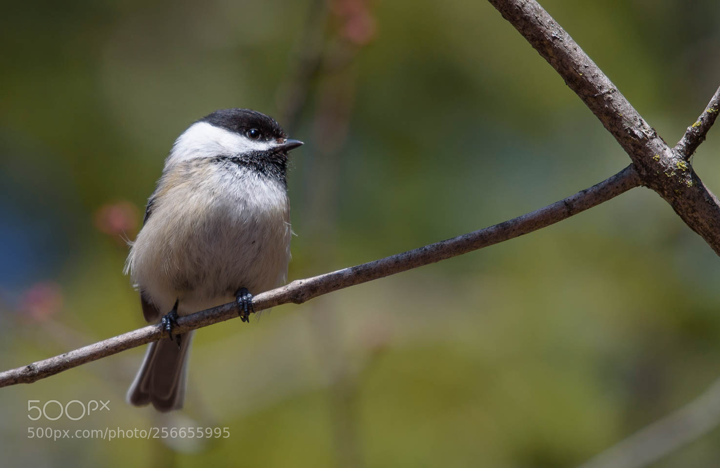 Nikon D750 sample photo. Chickadees deserve love too. photography