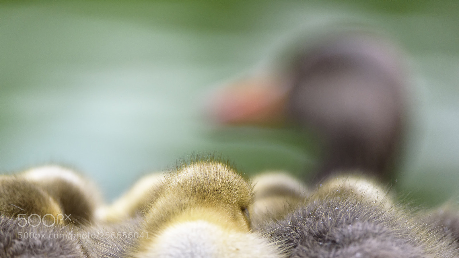 Nikon D750 sample photo. Abstract geese photography