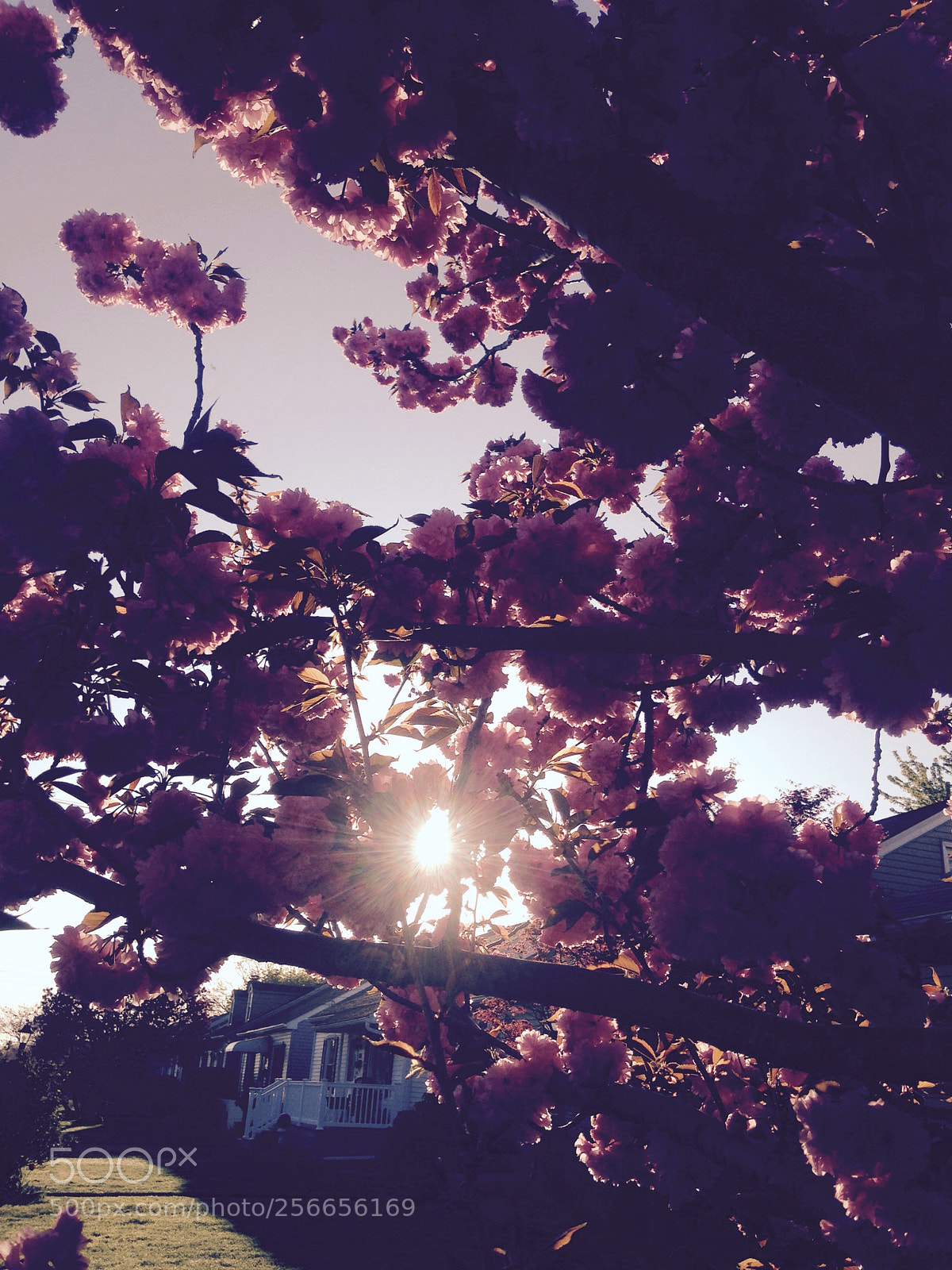 Apple iPhone 5c sample photo. Untitled photography
