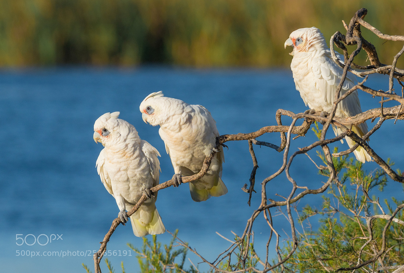 Olympus OM-D E-M1 Mark II sample photo. Three little corellas photography
