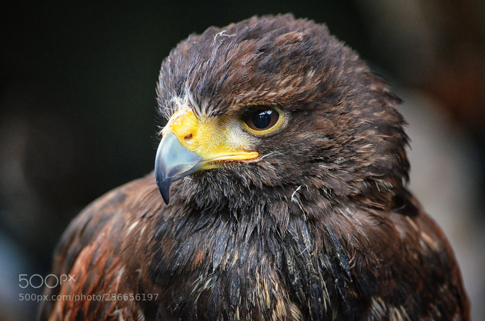 Nikon D5100 sample photo. Bird's eye photography