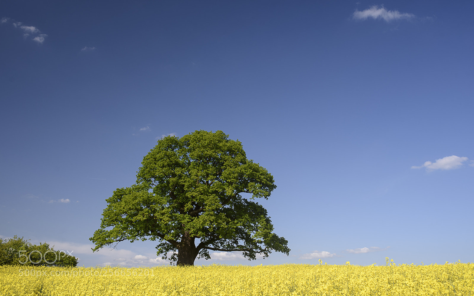 Nikon D750 sample photo. Oak in may photography