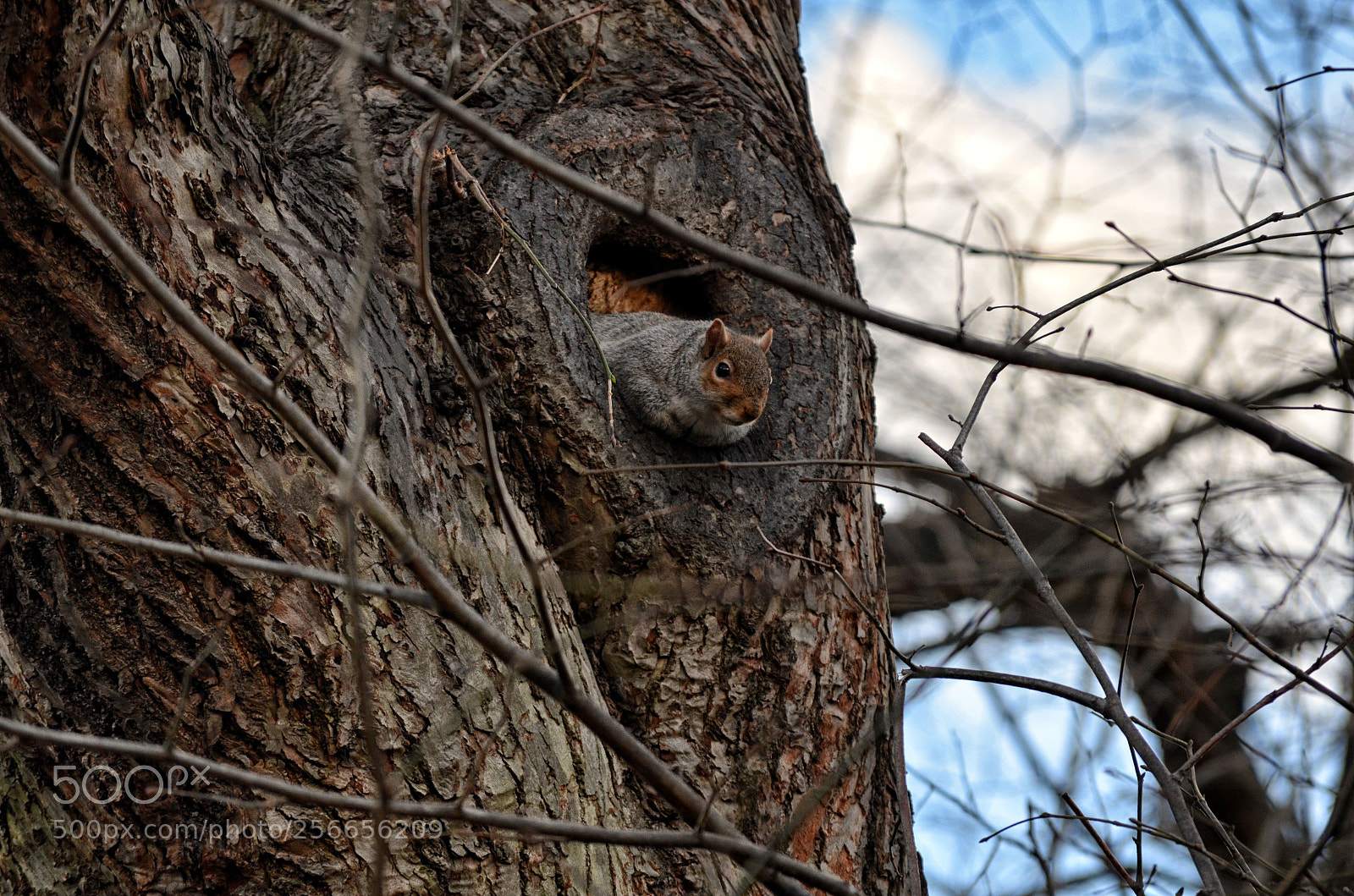 Nikon D5100 sample photo. Curiosity photography