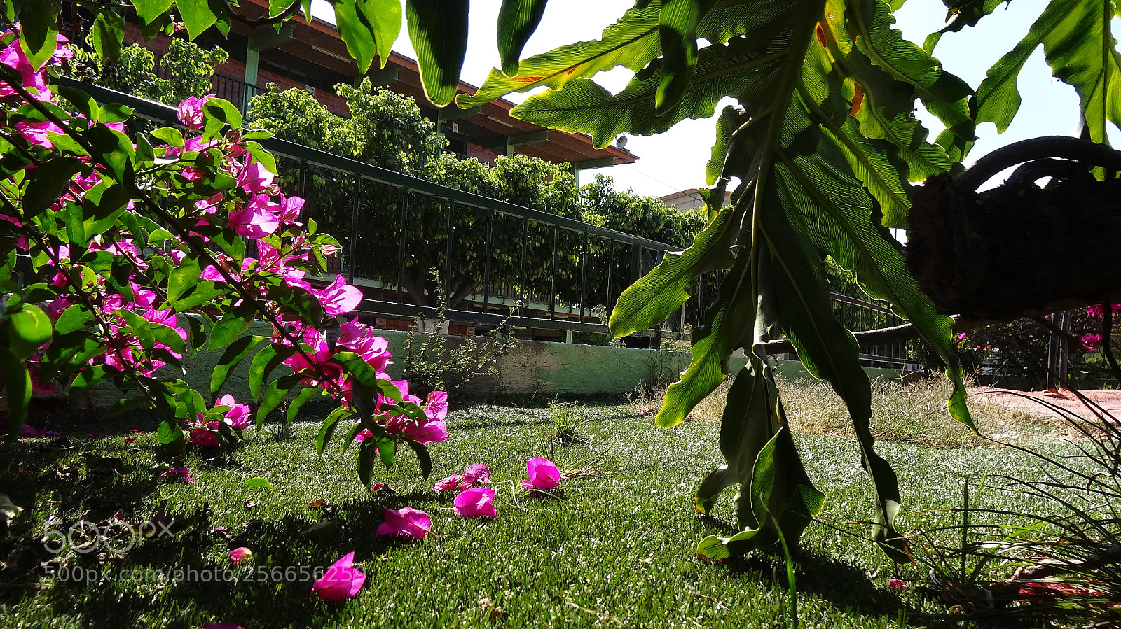 Sony Cyber-shot DSC-HX20V sample photo. Pequeño escondrijo photography
