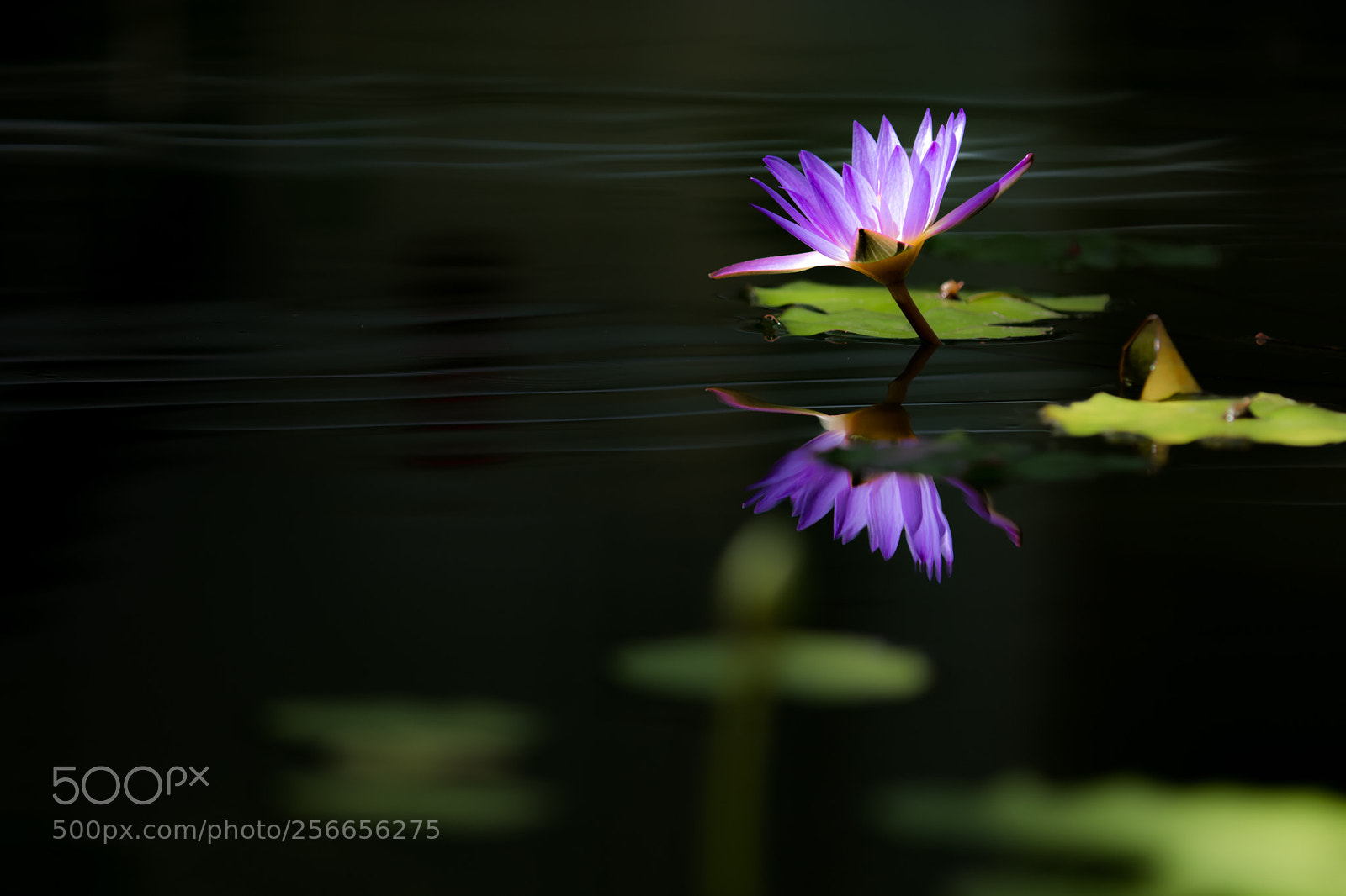 Canon EOS M5 sample photo. Beautiful water lily photography