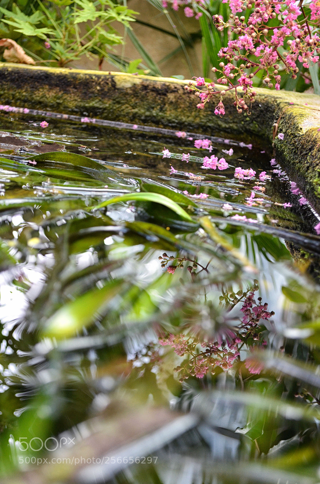Nikon D5100 sample photo. Reflections in the water photography