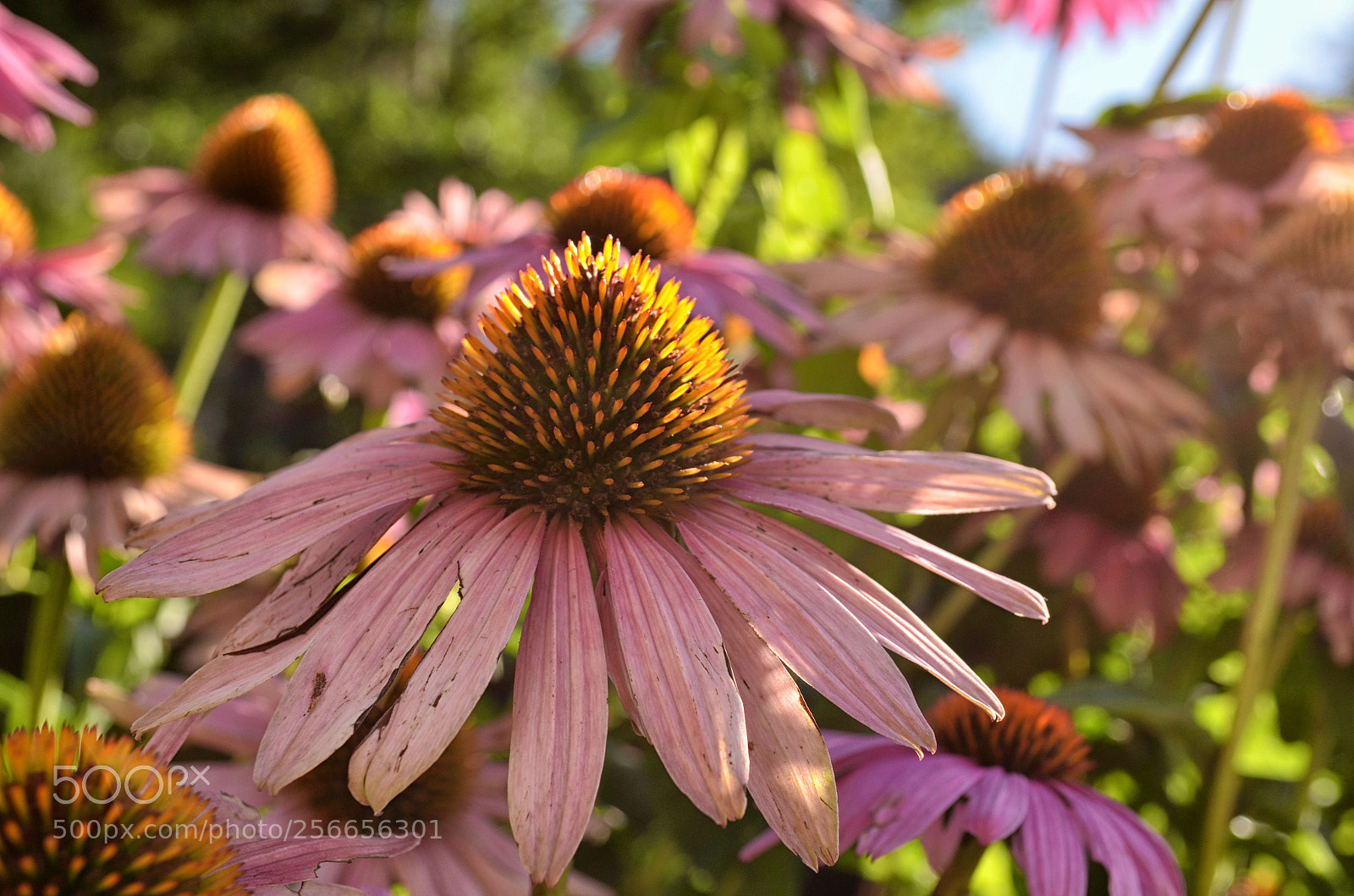 Nikon D5100 sample photo. Embracing the sun photography