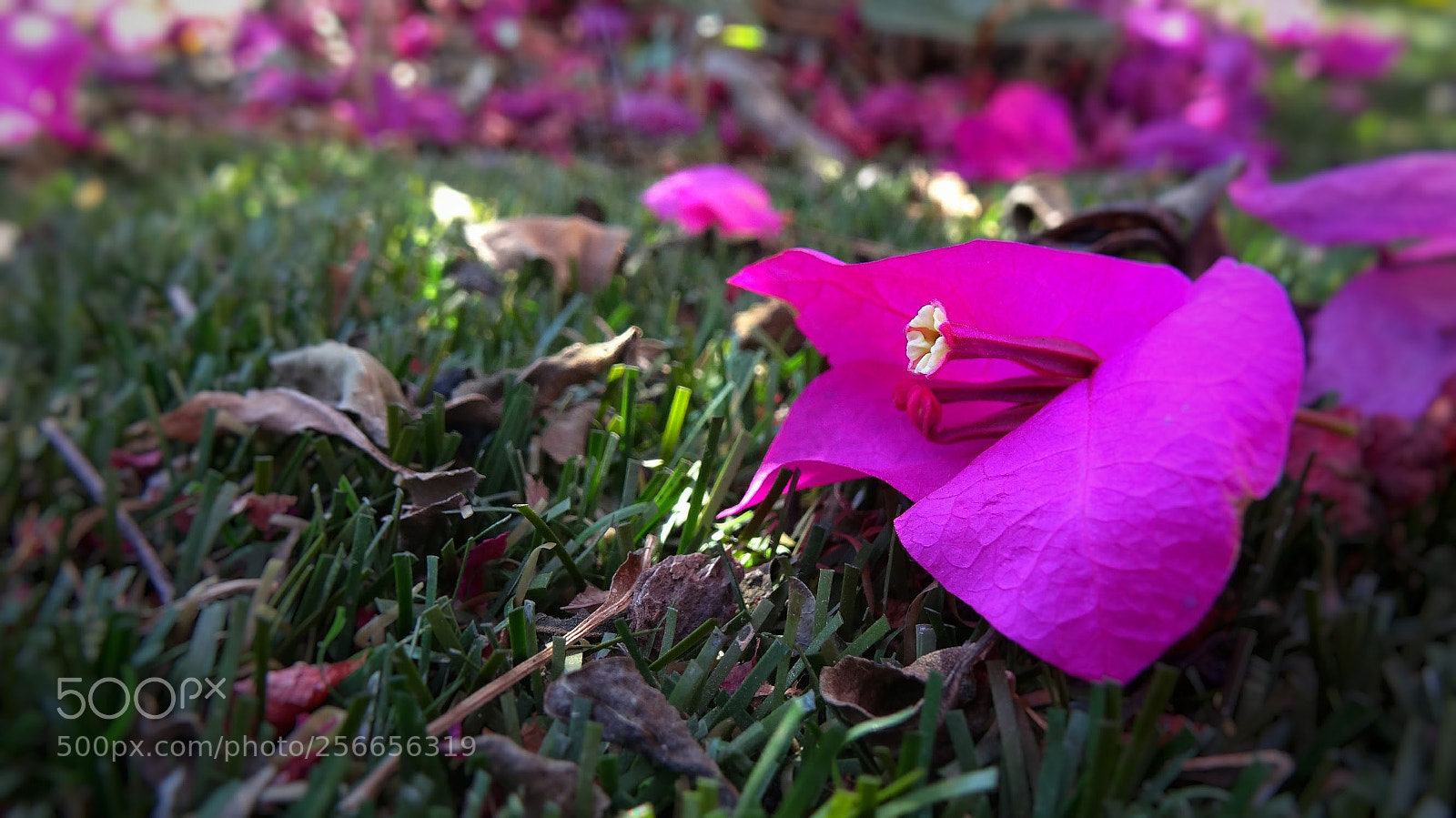 Sony Cyber-shot DSC-HX20V sample photo. Fell photography