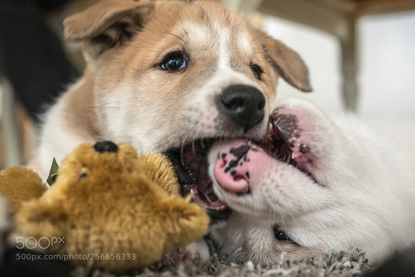Panasonic Lumix DMC-GX85 (Lumix DMC-GX80 / Lumix DMC-GX7 Mark II) sample photo. Practising murdering photography