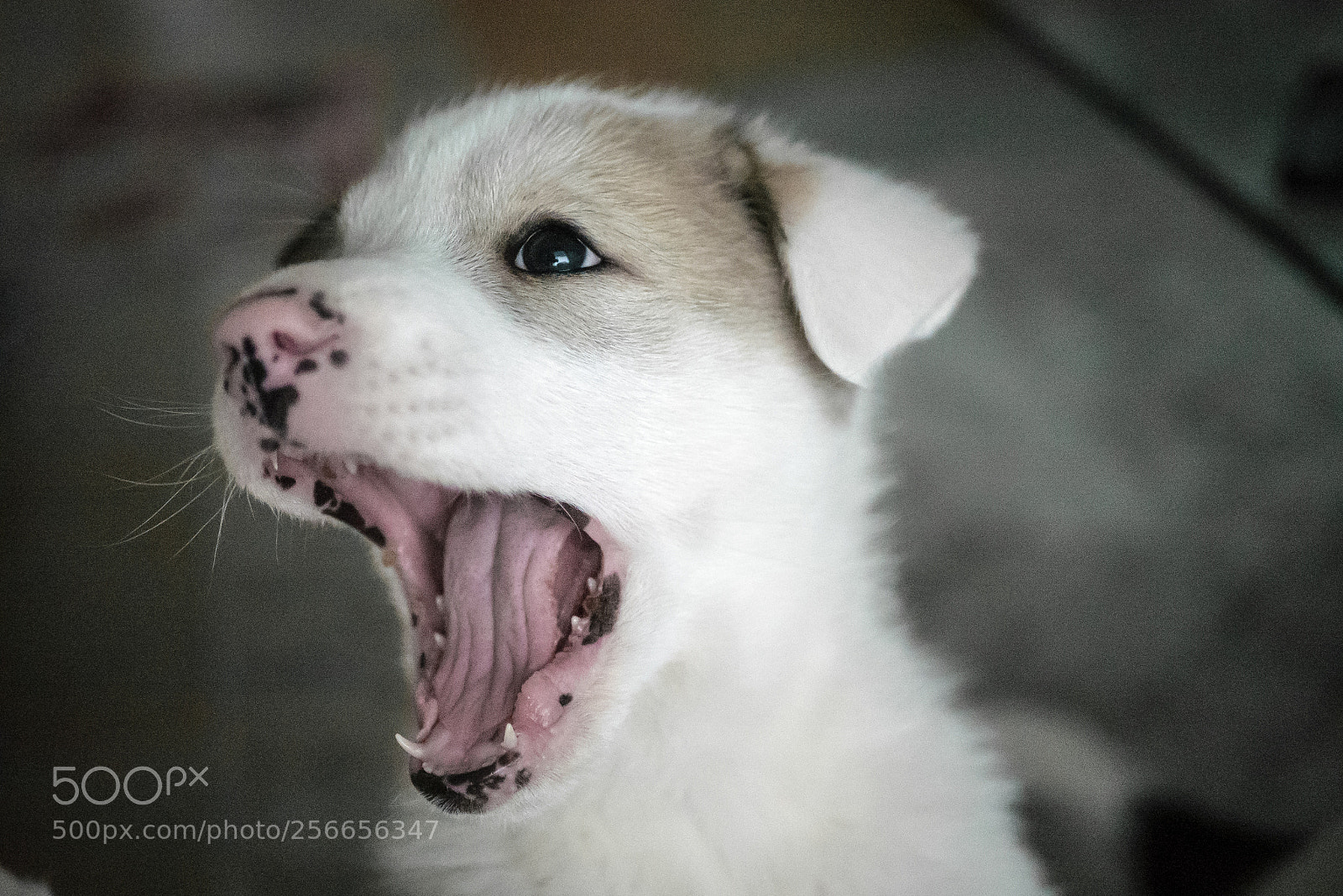 Panasonic Lumix DMC-GX85 (Lumix DMC-GX80 / Lumix DMC-GX7 Mark II) sample photo. Yawner photography