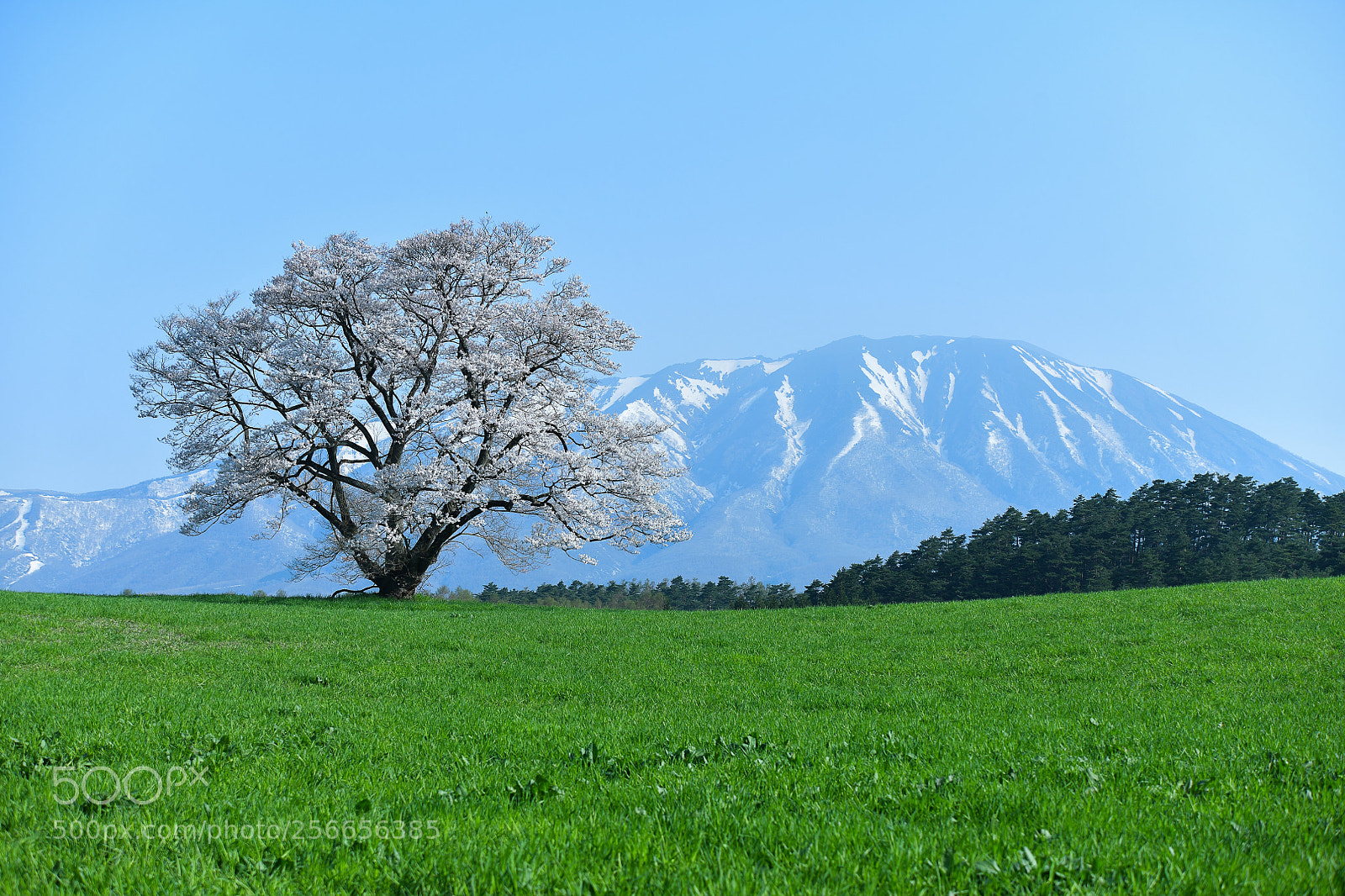 Nikon D850 sample photo. Koiwai's lonely sakura 1 photography