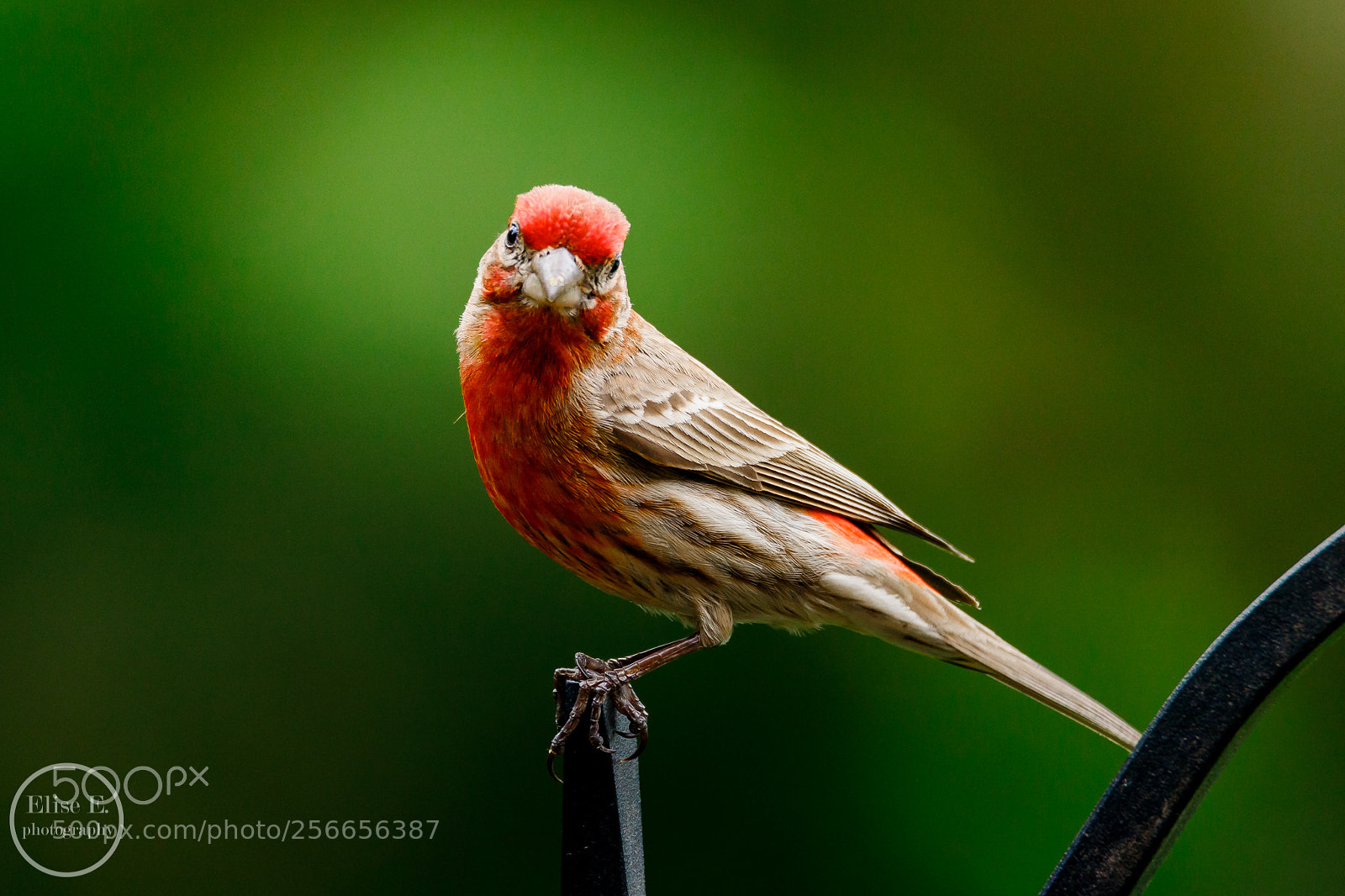 Canon EOS 6D Mark II sample photo. House finch photography