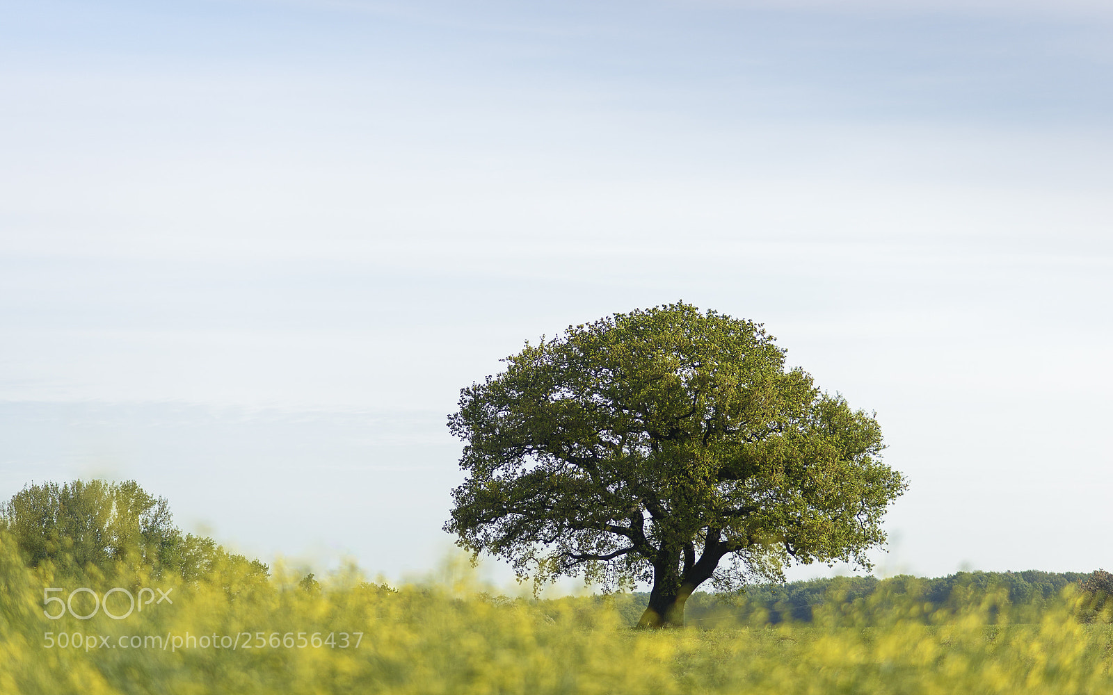 Nikon D750 sample photo. Oak in may #2 photography