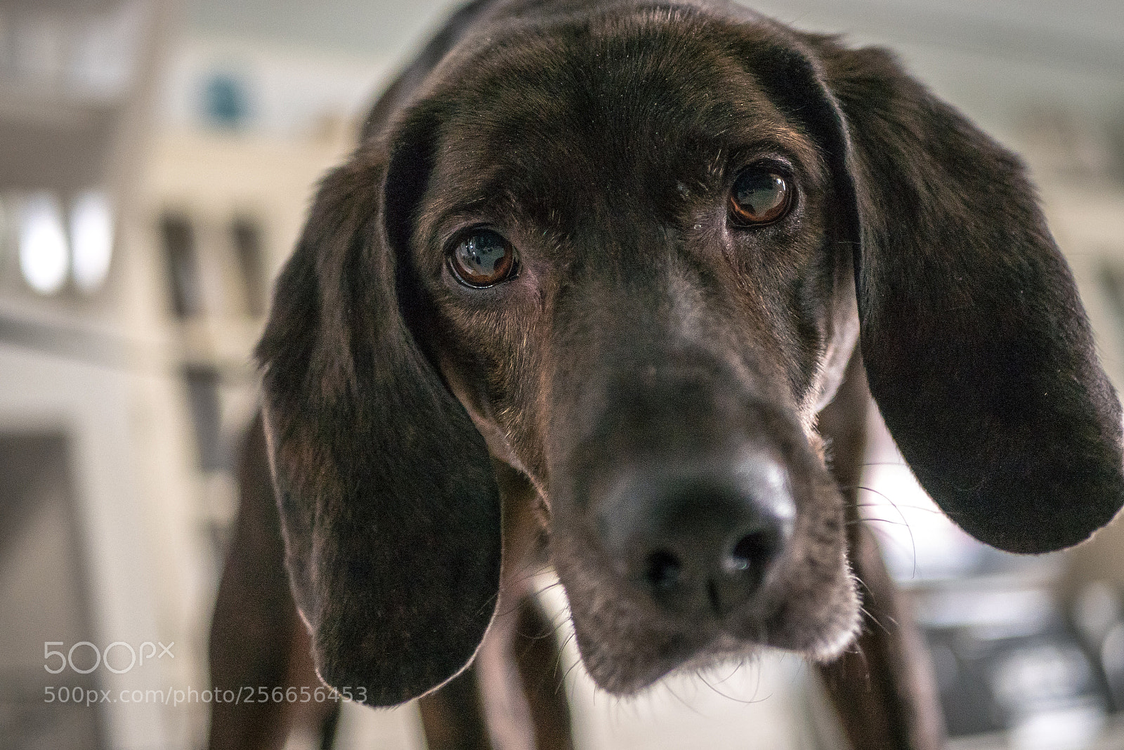 Panasonic Lumix DMC-GX85 (Lumix DMC-GX80 / Lumix DMC-GX7 Mark II) sample photo. 'tis the mother photography