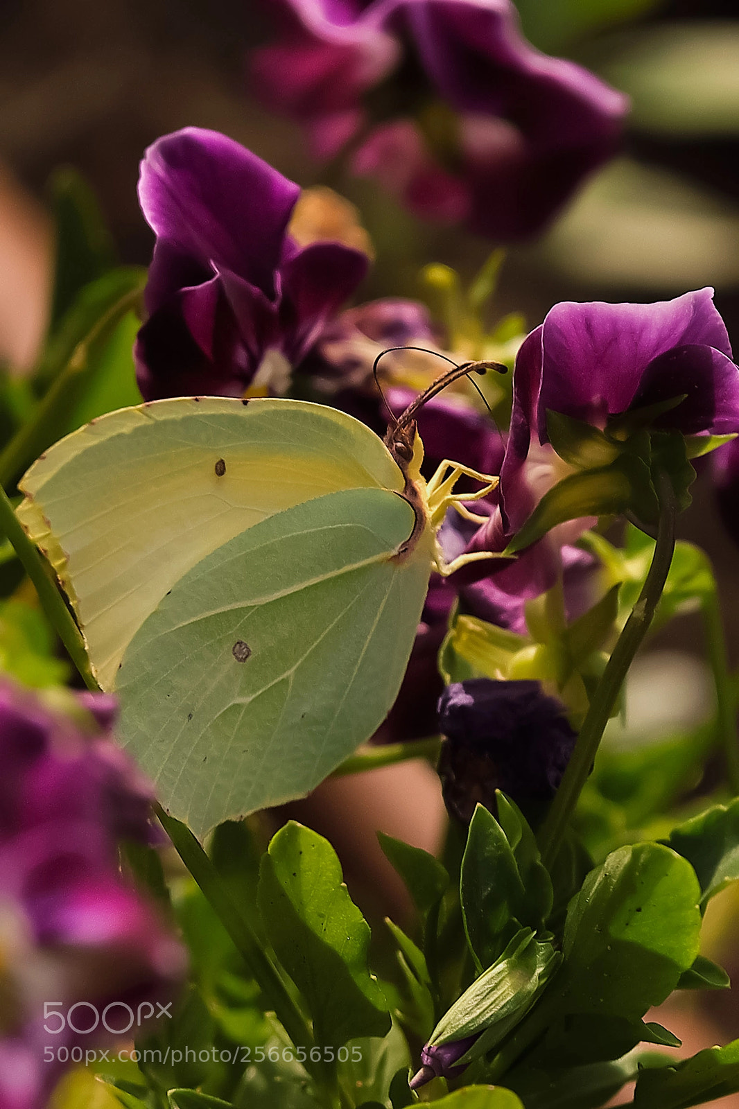 Fujifilm X-T2 sample photo. Colorful camouflage photography
