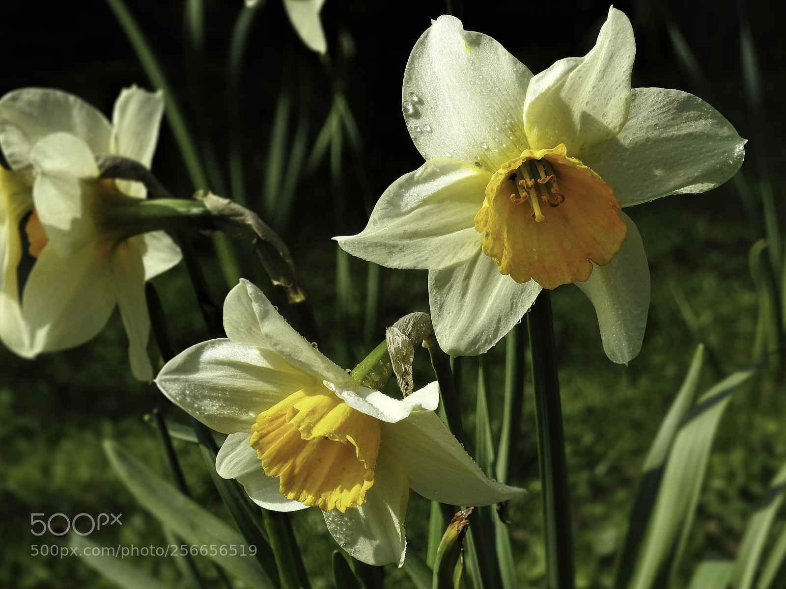 Nikon Coolpix P900 sample photo. Spring daffodils photography