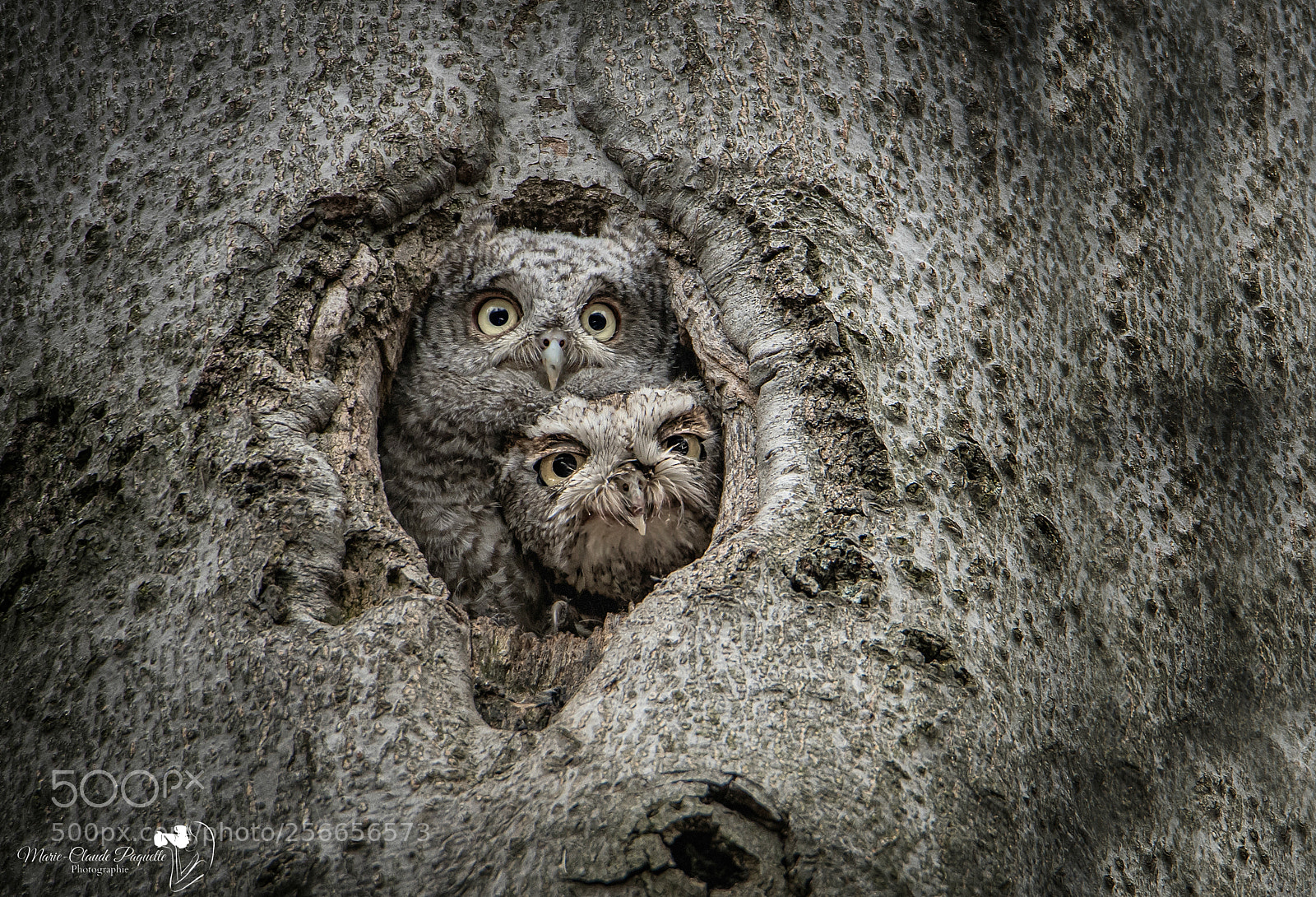 Nikon D500 sample photo. Petit duc et maman photography