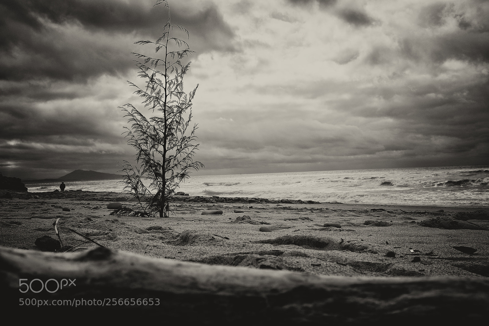 Fujifilm X100T sample photo. Bidart tree out of photography