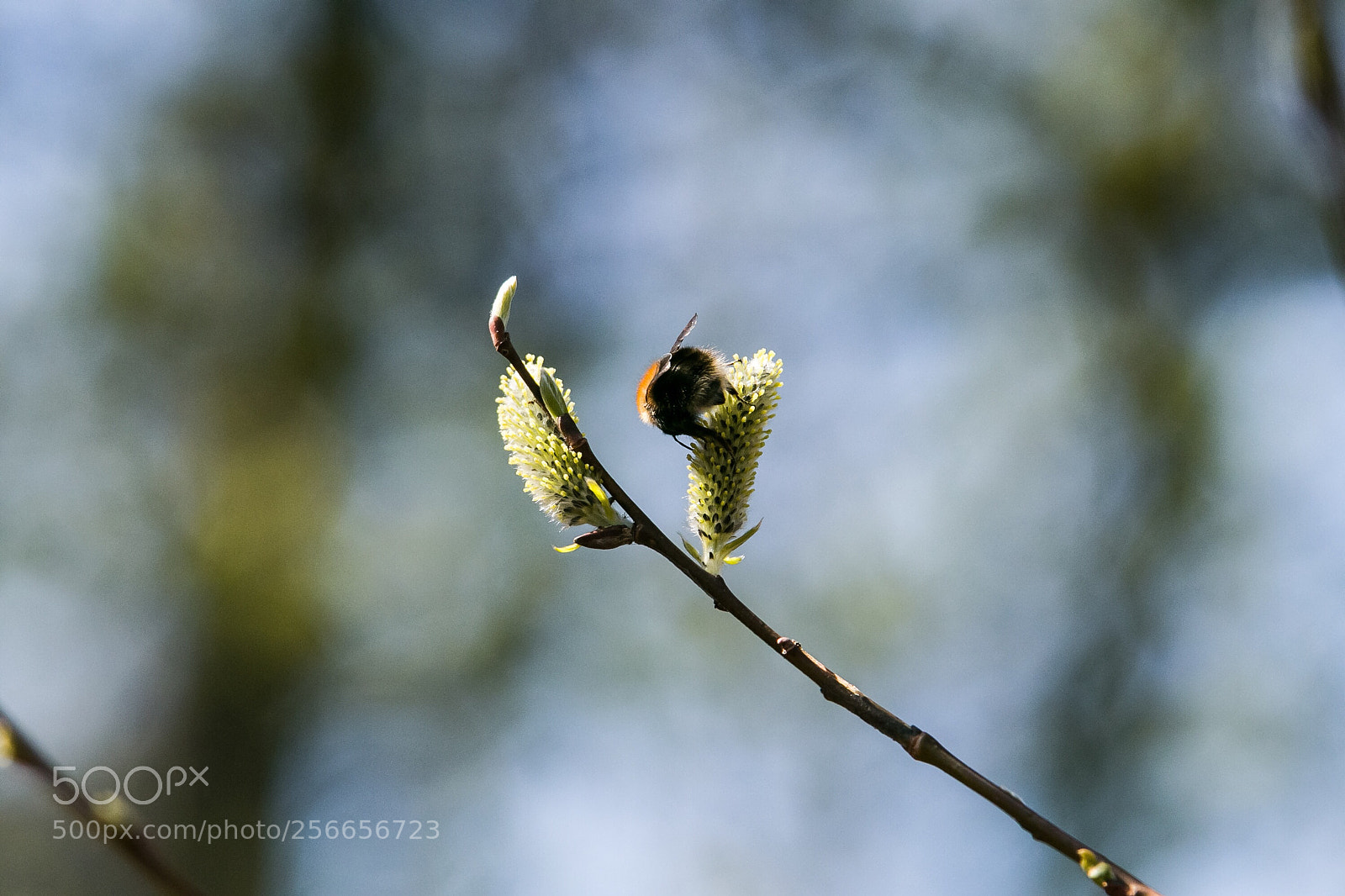 Canon EOS 80D sample photo. Untitled photography
